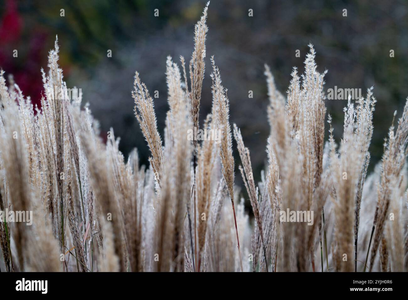 Soffici pennacchi d'erba che ondeggiano nella brezza autunnale nella campagna del Lake District Foto Stock