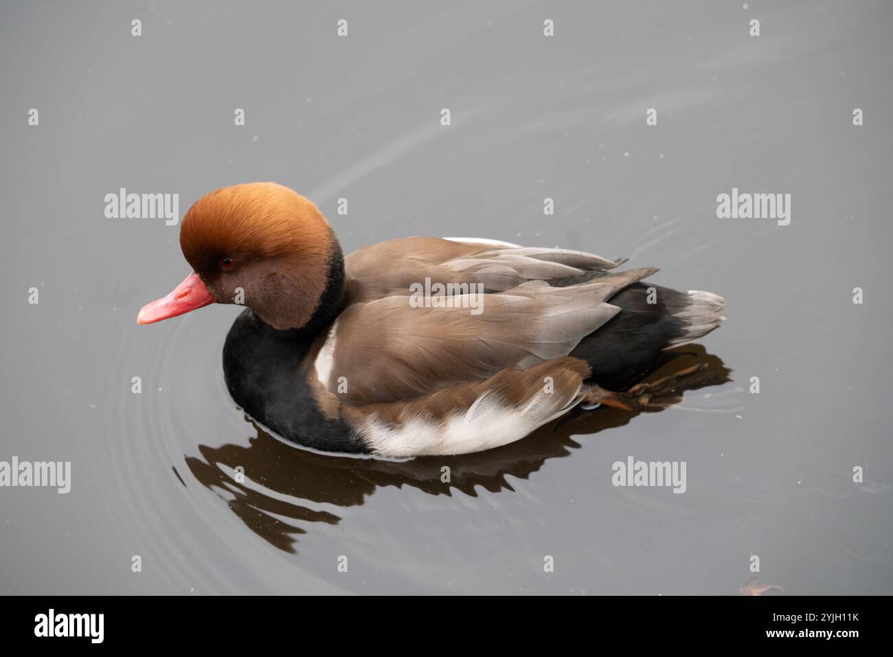 Frutteto crestato rosso (netta rufina), nuoto in uno stagno presso WWT Martin Mere, Regno Unito Foto Stock