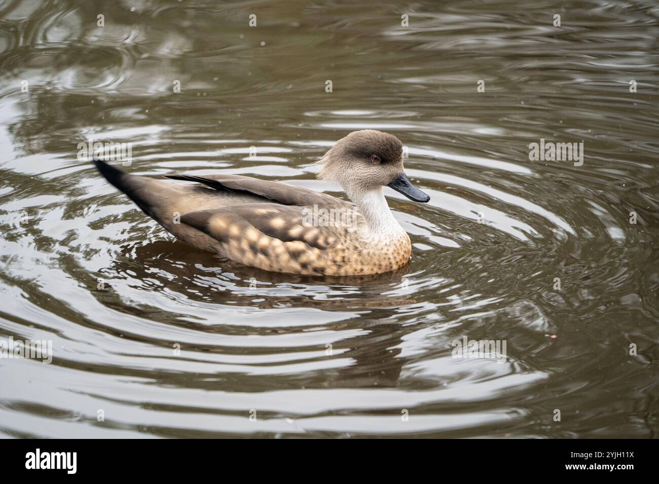 Giovane cigno che nuota in acqua increspata creando motivi circolari intorno all'uccello Foto Stock