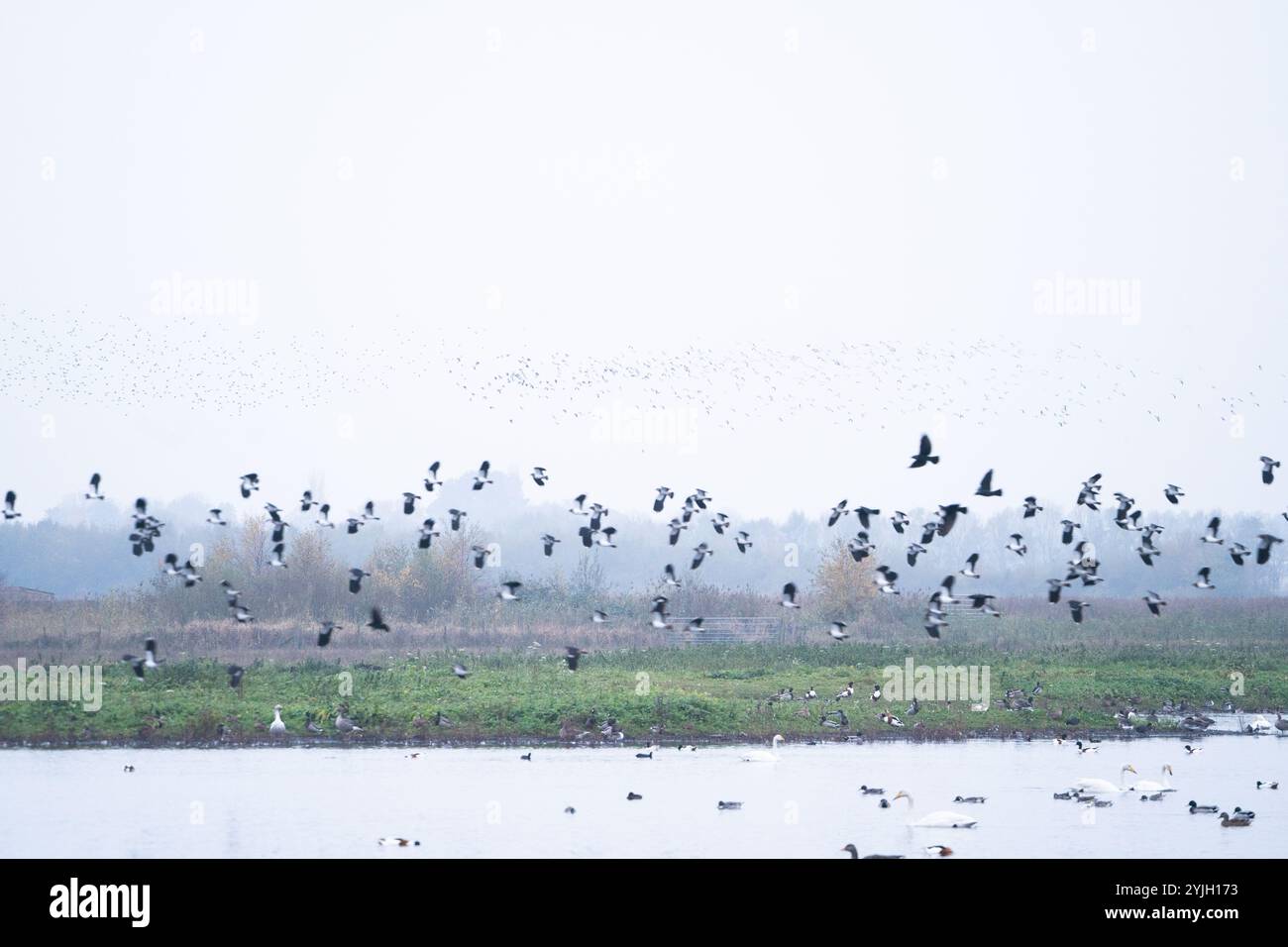 Spettacolare murazione di stelle sulle nebbiose zone umide del Lake District la mattina d'autunno Foto Stock