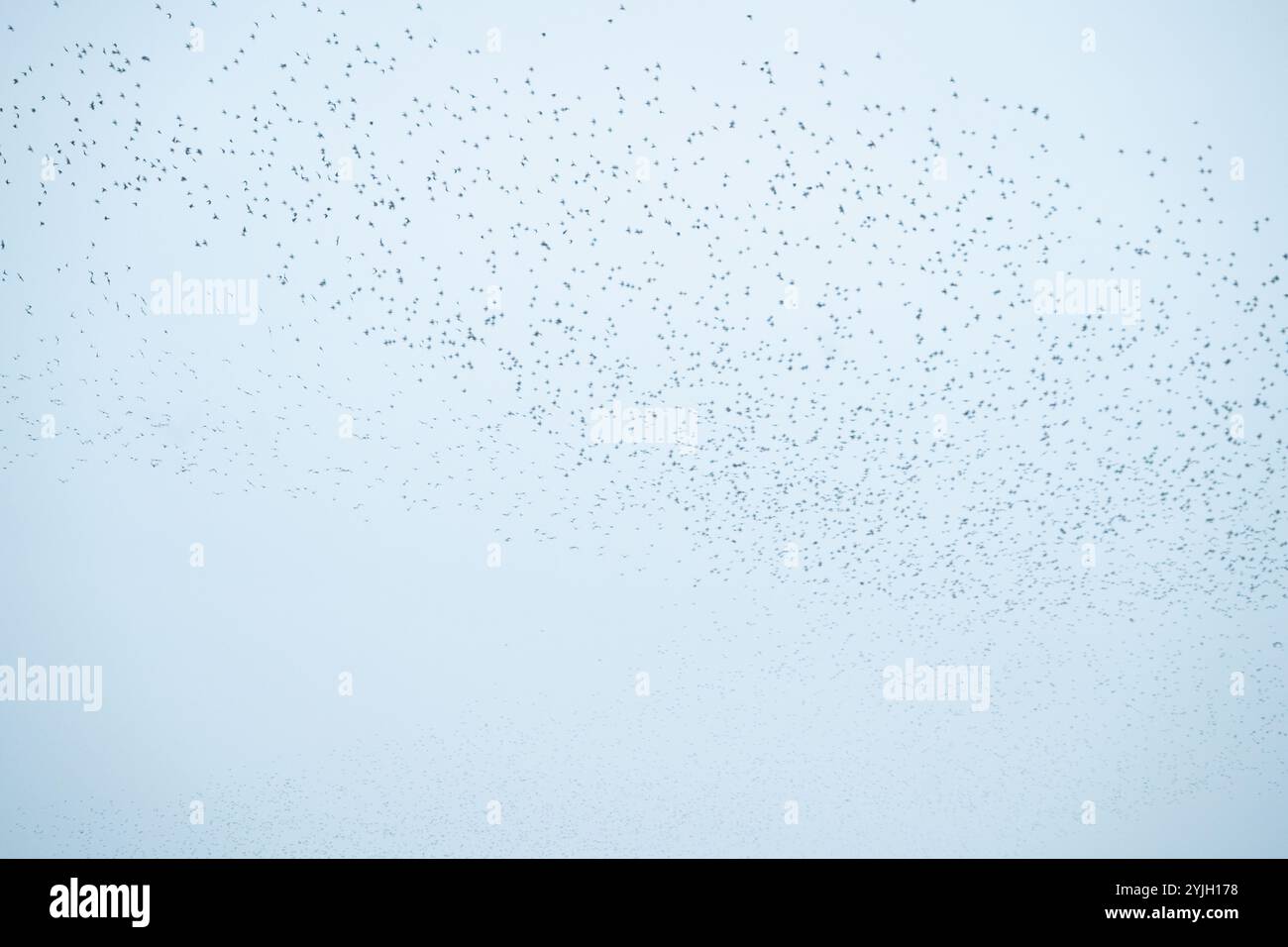 Spettacolari murature di stelle che creano motivi vorticosi contro il pallido cielo invernale Foto Stock