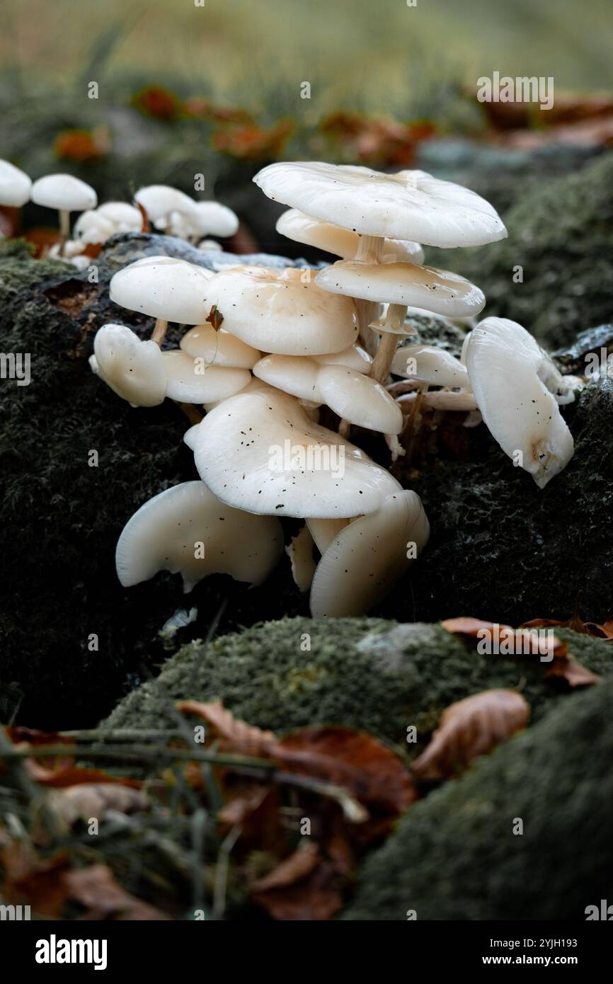 Funghi a staffa bianchi che crescono su tronchi caduti ricoperti di muschio nel bosco del Lake District Foto Stock