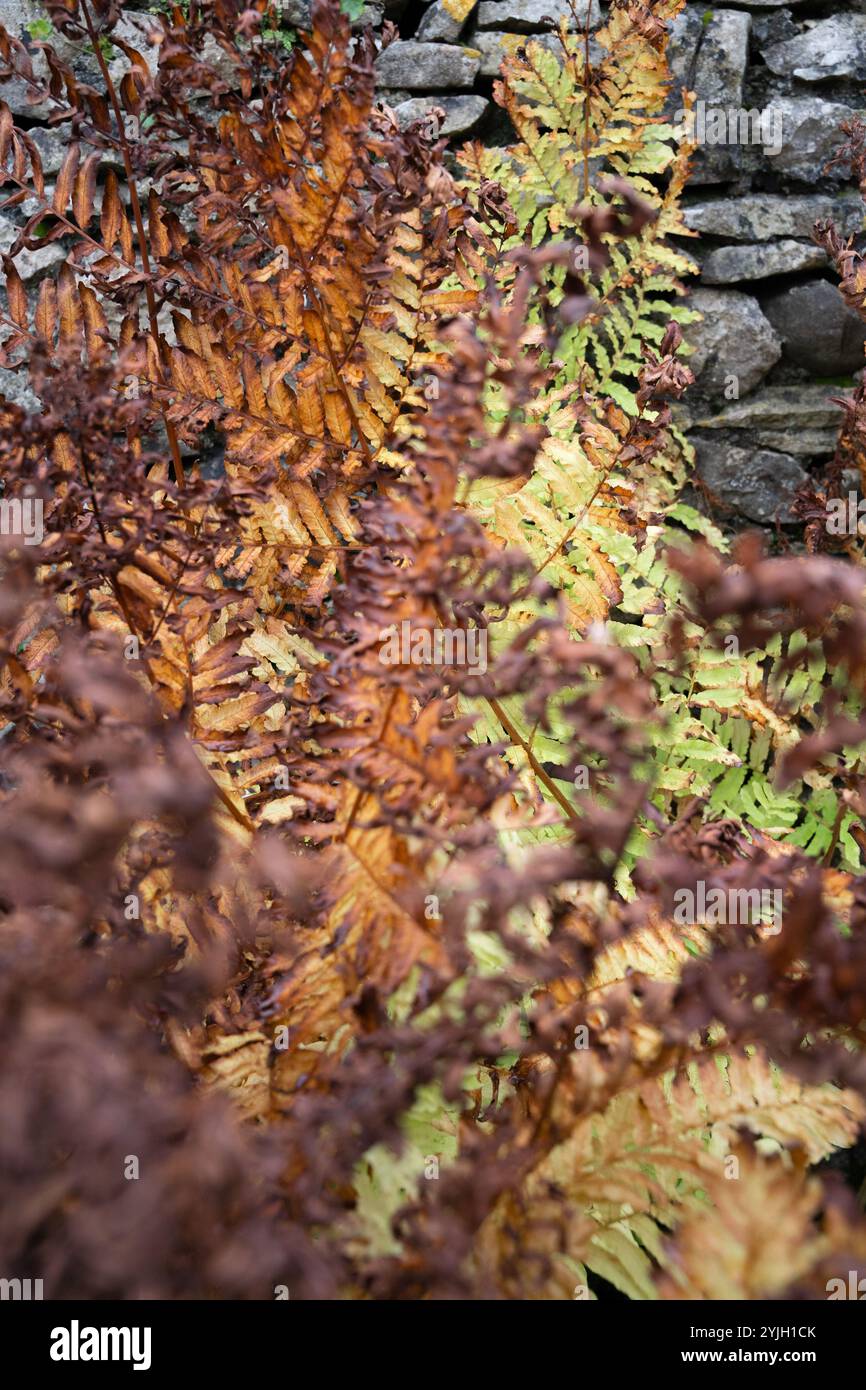 Felci autunnali con colori dorati e bronzei accanto al muro di pietra secca nel Lake District Foto Stock