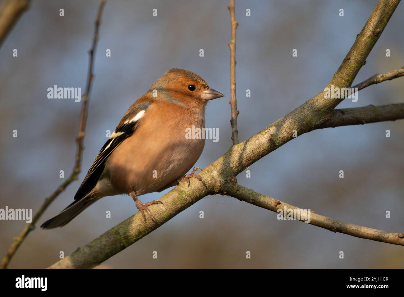 Chaffinch arroccato su una diramazione nel bosco del Lake District Foto Stock