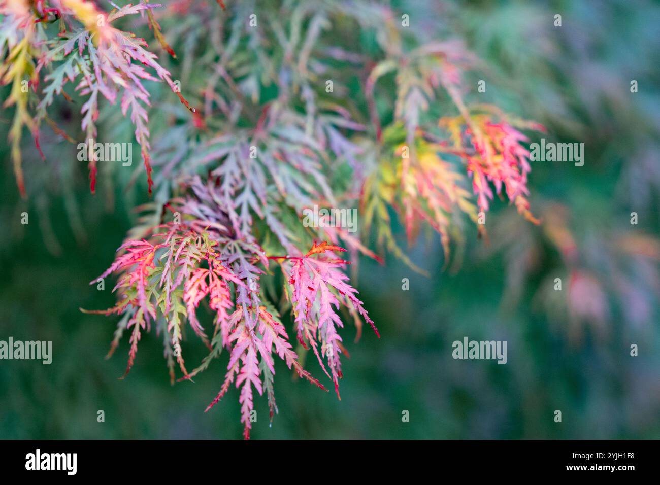 Delicato fogliame d'acero giapponese con colori autunnali vivaci e una messa a fuoco morbida Foto Stock