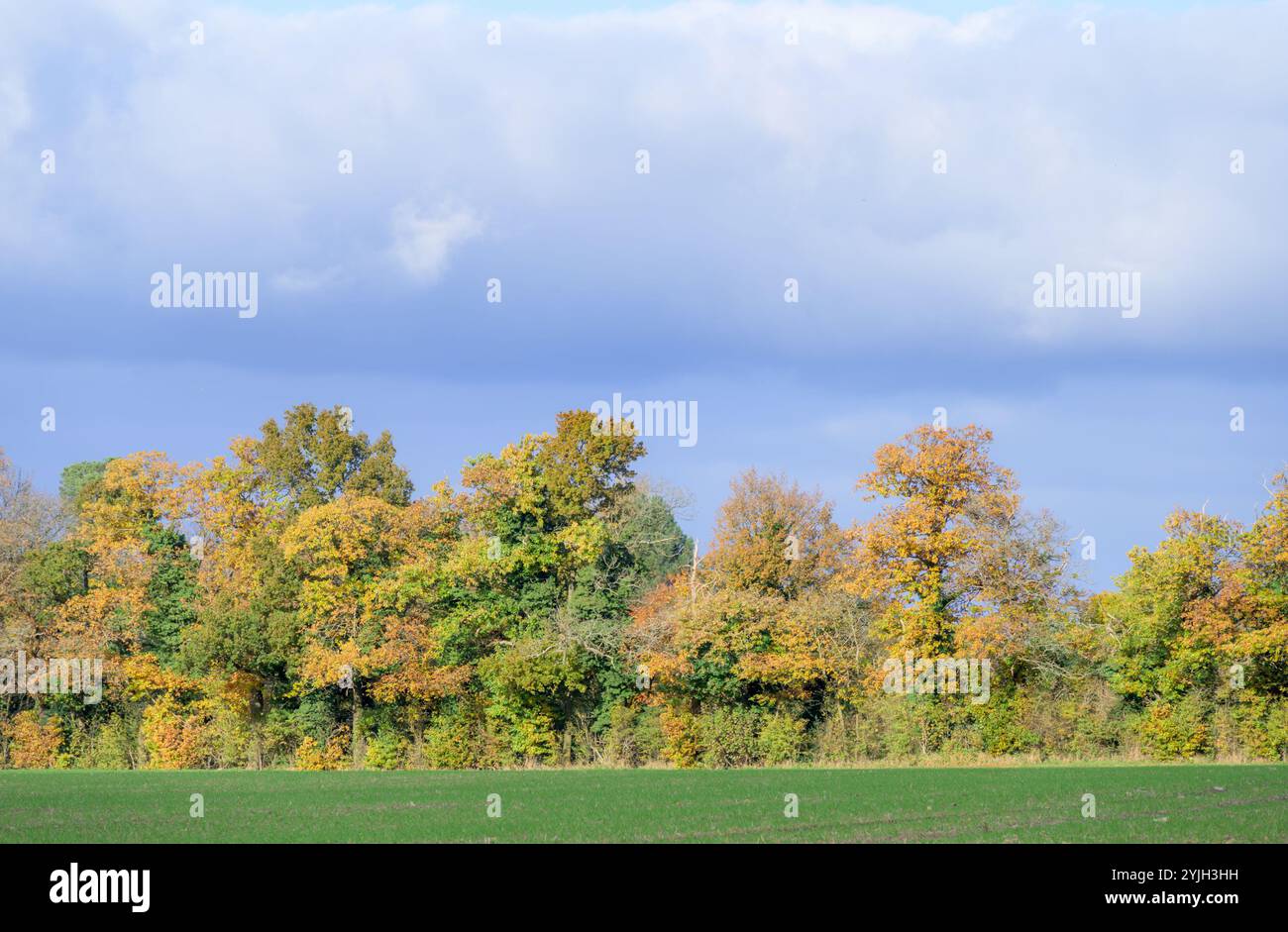 Campi arabili e alberi autunnali nel villaggio di Chart Sutton, vicino a Maidstone, Kent, Regno Unito. Novembre Foto Stock