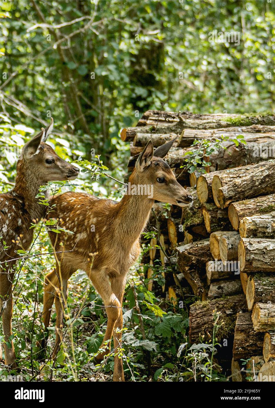 BAMBI: A TALE IN THE WOODS (2024) - TITOLO ORIGINALE: BAMBI, L'HISTOIRE D'UNE VIE DANS LES BOIS, DIRETTO DA MICHEL FESSLER. Crediti: MC4 / Gébéka Films / album Foto Stock