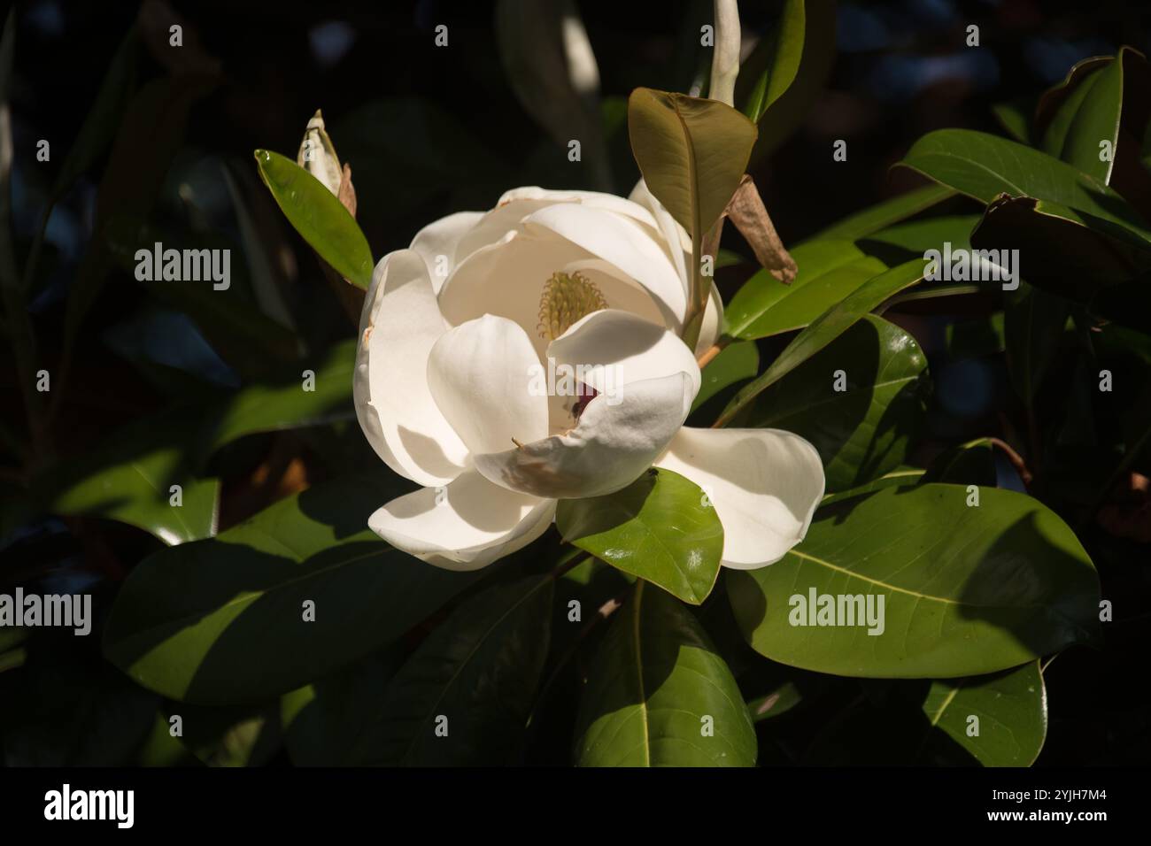 Fiore bianco parzialmente aperto a forma di tazza della Magnolia Grandiflora, piccola gemma. Cultivar originario degli Stati Uniti meridionali. Cresce in giardino nel Queensland, Australia. Foto Stock