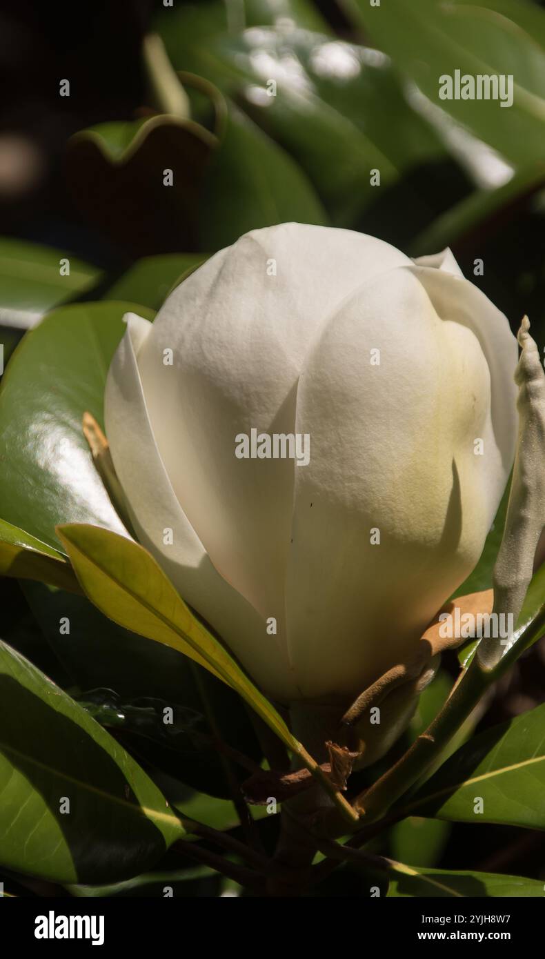 Bocciolo di apertura unico profumato di fiore bianco della Magnolia Grandiflora, piccola gemma. Cultivar da se USA. Crescere in giardino, Queensland, Australia. Foto Stock