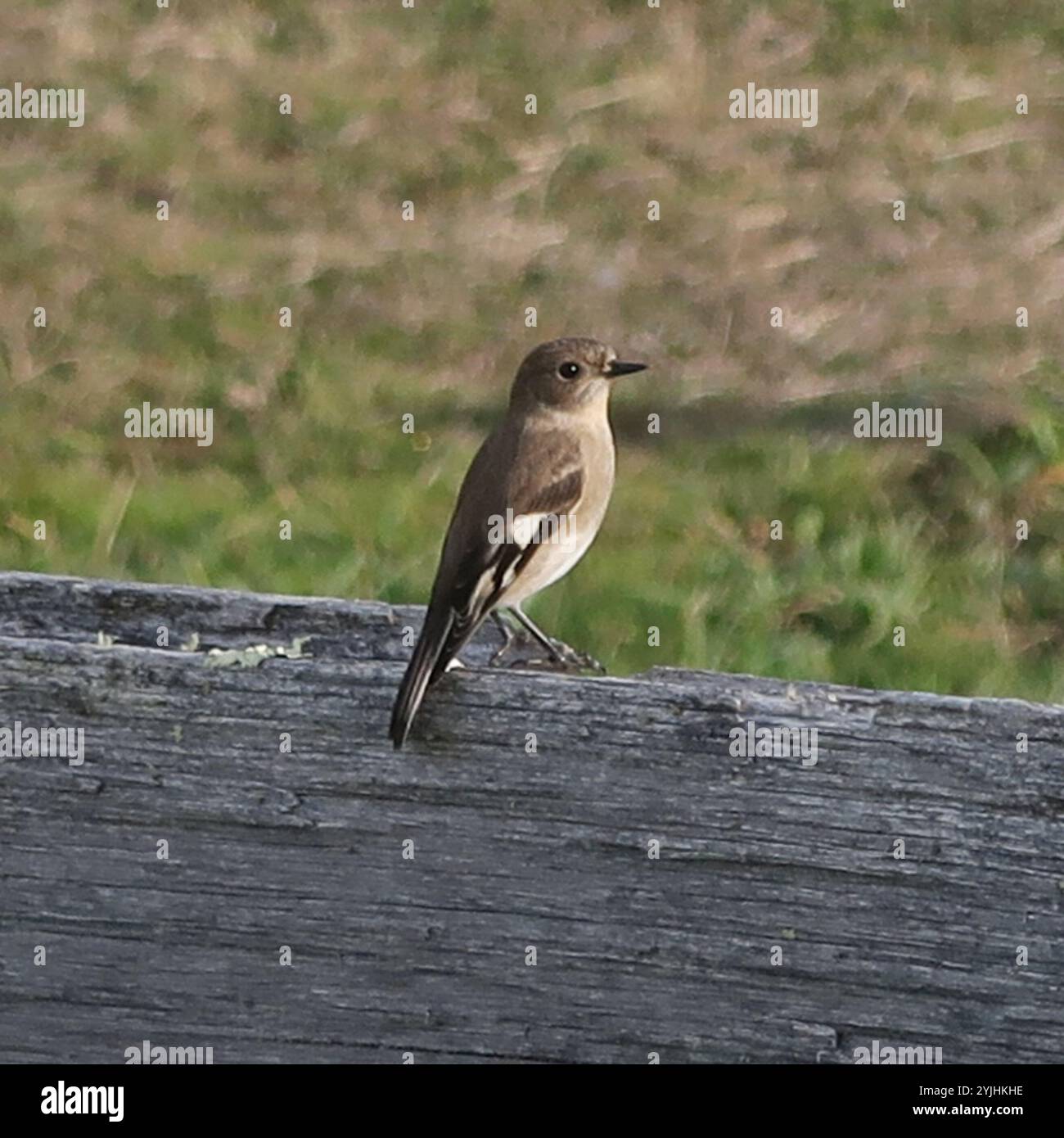 Fiamma Robin (Petroica phoenicea) Foto Stock