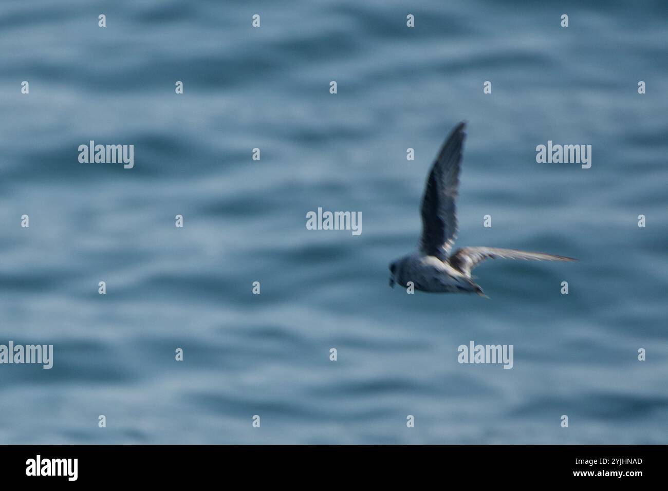 Storm-Petrel con coda a forcella (idrobati furcatus) Foto Stock