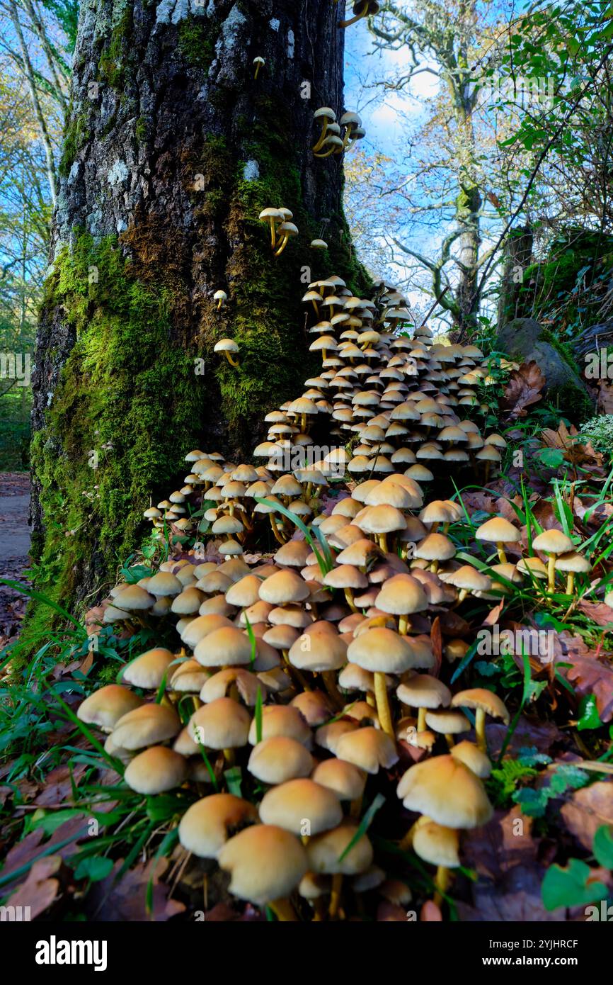 Una vibrante colonia di funghi Armillaria che prospera su un tronco di alberi ricoperto di muschio nelle lussureggianti foreste. Foto Stock