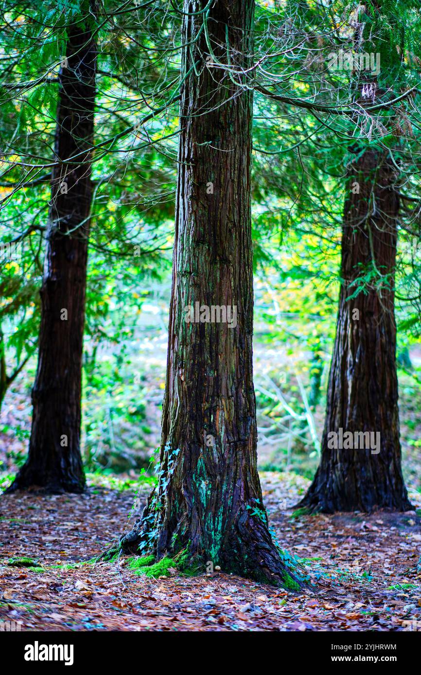 Vista dei tronchi di cipresso nella foresta di Ucieda. La scena cattura la consistenza ruvida della corteccia. Foto Stock