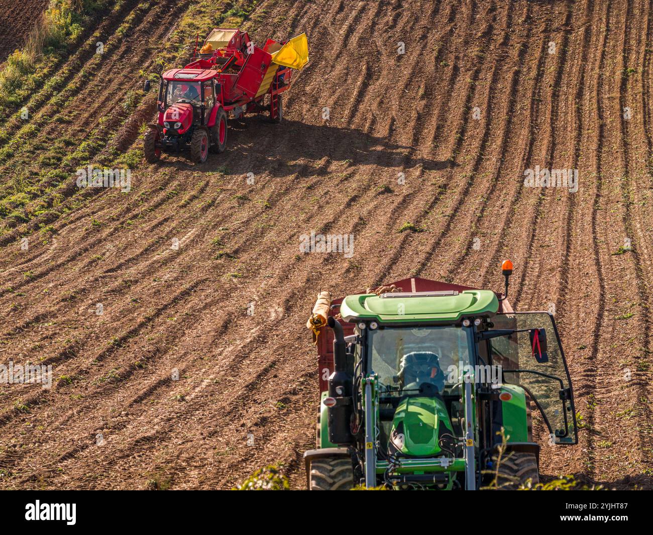 Due trattori che lavorano insieme per la raccolta di potati da un vasto campo agricolo, presentando macchine agricole moderne e tecniche agricole in c Foto Stock