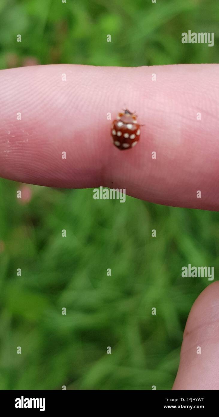 Ladybird macchiato di panna (Calvia quatuordecimguttata) Foto Stock