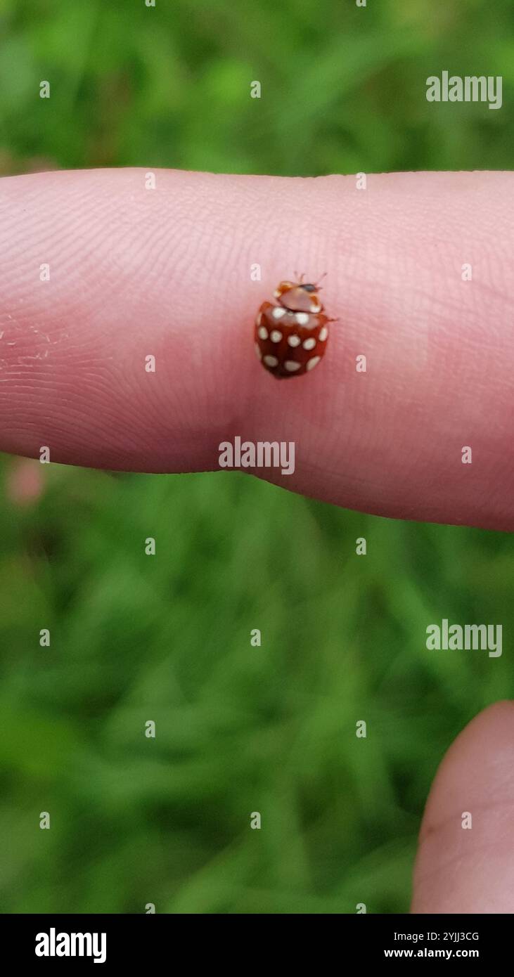 Ladybird macchiato di panna (Calvia quatuordecimguttata) Foto Stock