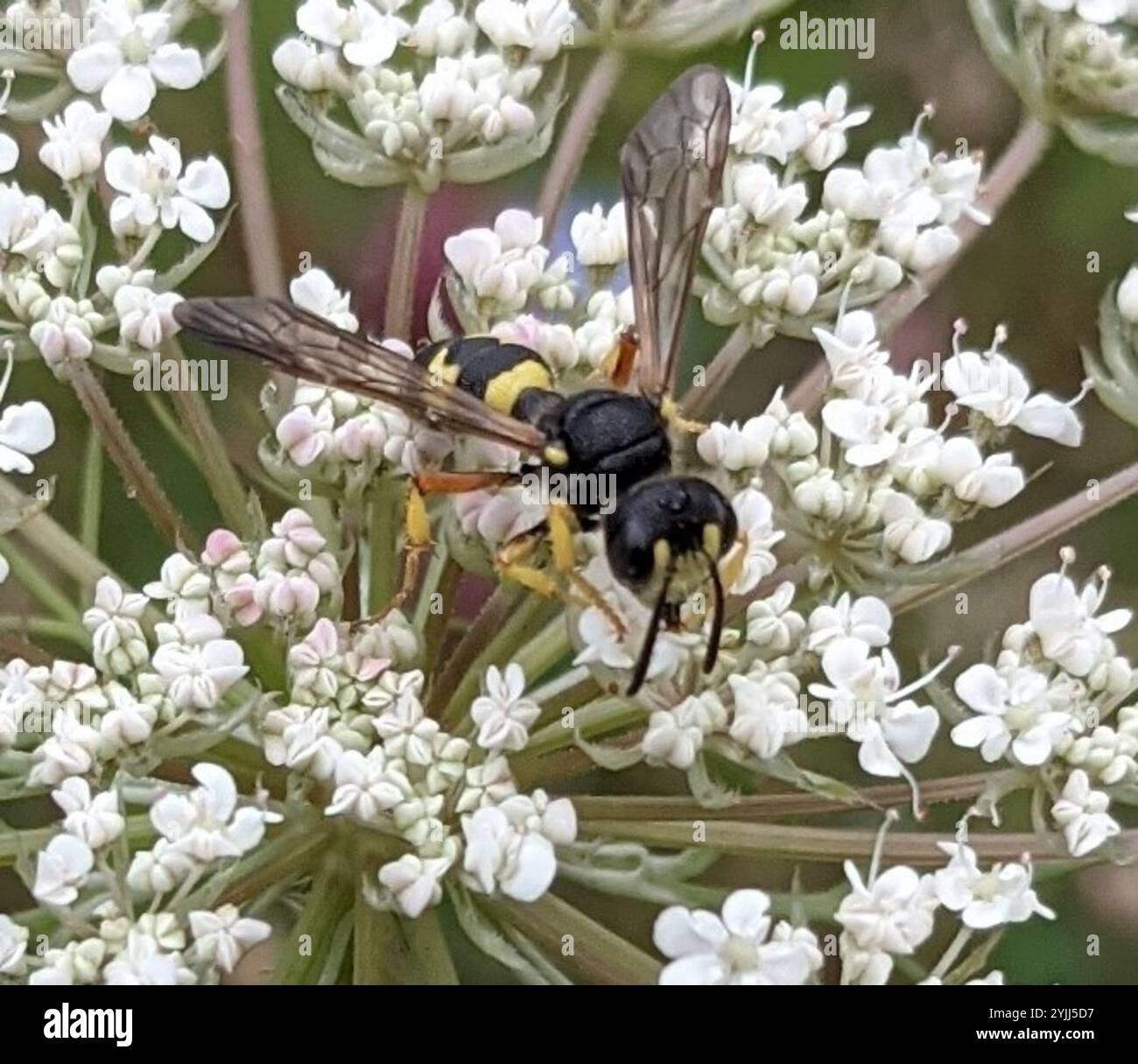 Vespa da scavatore dalla coda ornata (Cerceris rybyensis) Foto Stock