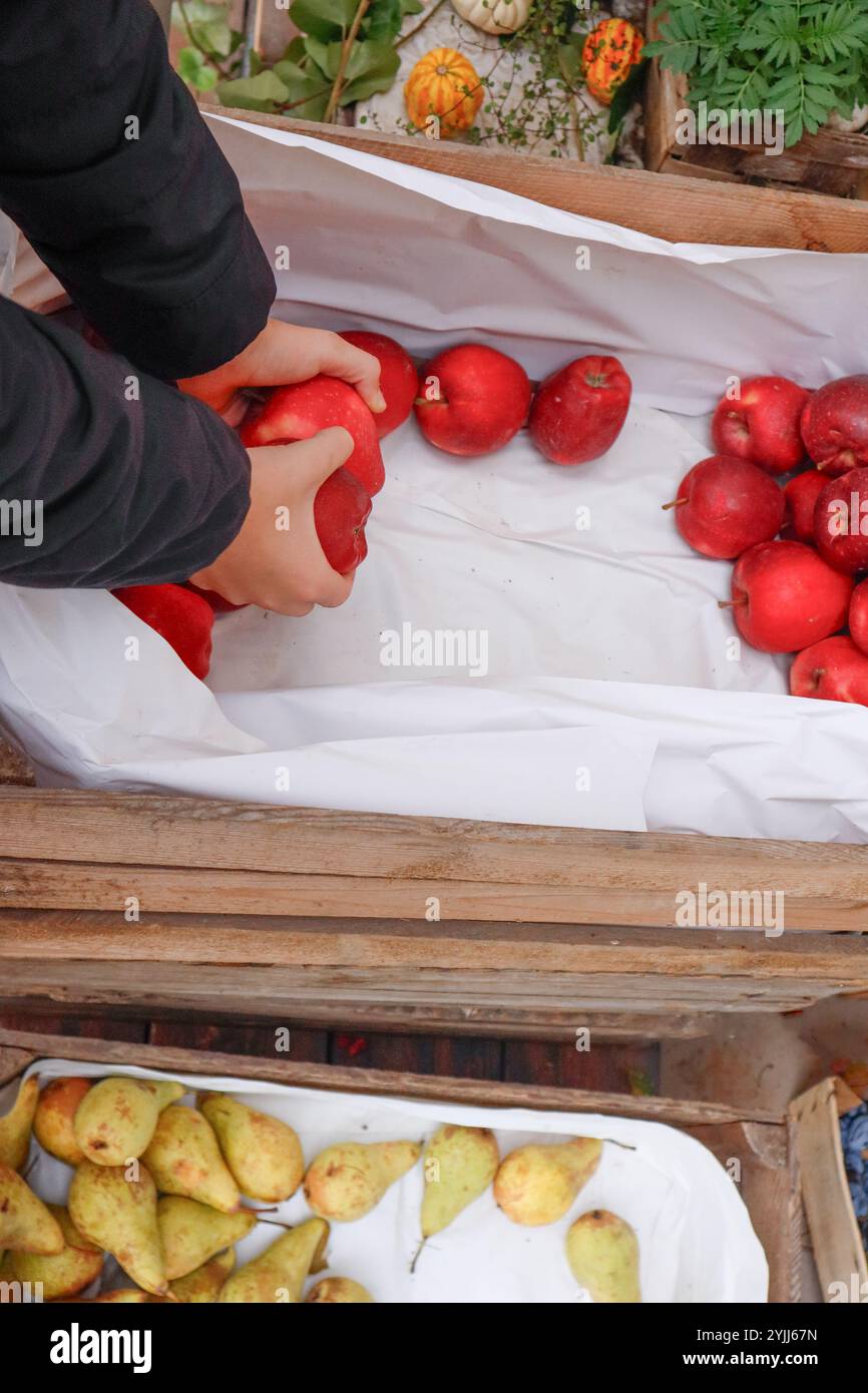 Mele rosse in mani umane, mercato autunnale Foto Stock