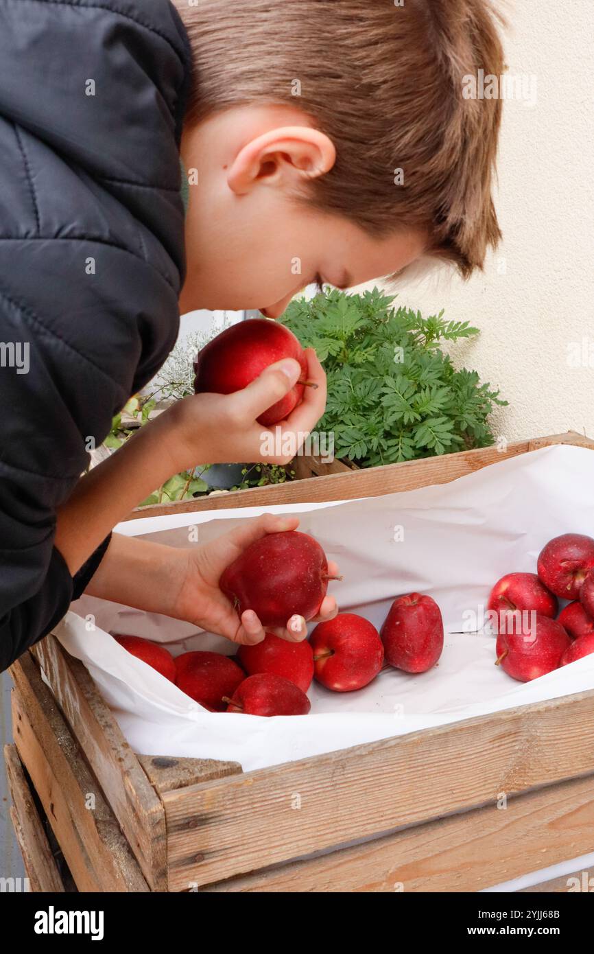 Il bambino tiene le mele rosse tra le mani e puzza l'aroma autunnale Foto Stock