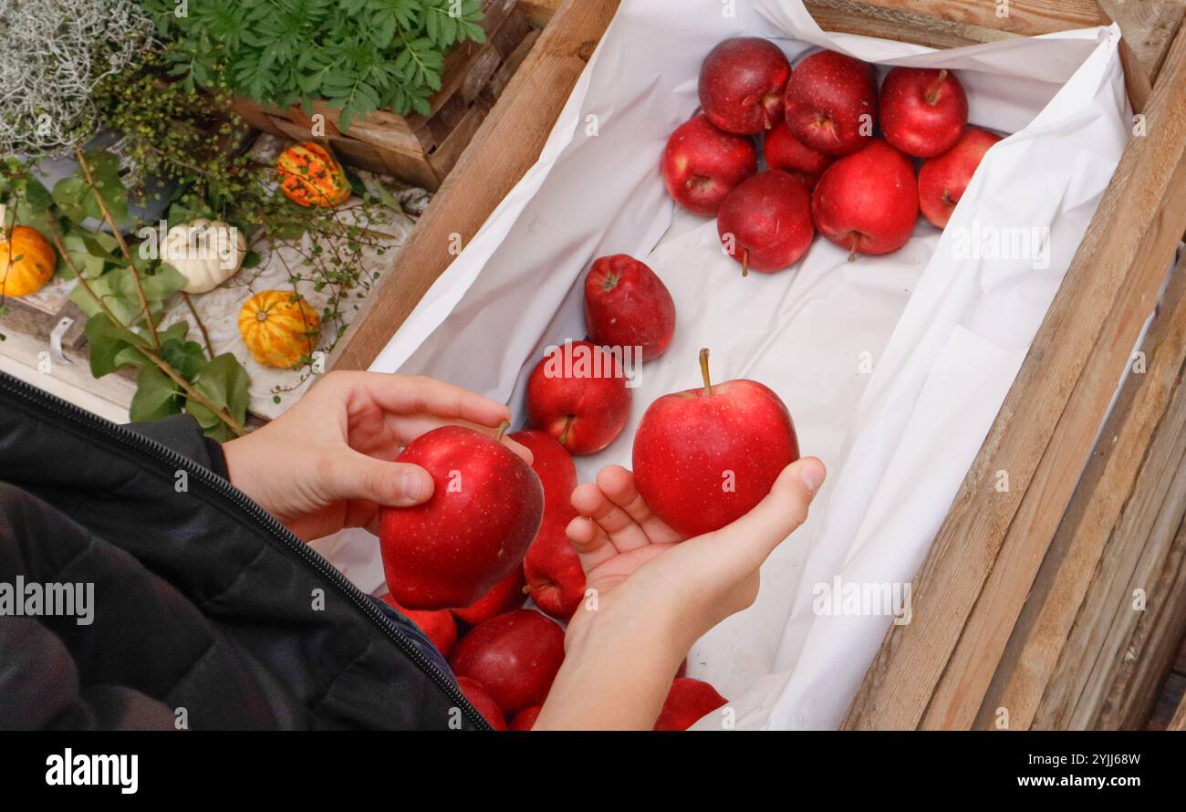 Le mani di un bambino tengono le mele rosse brillanti sul mercato Foto Stock