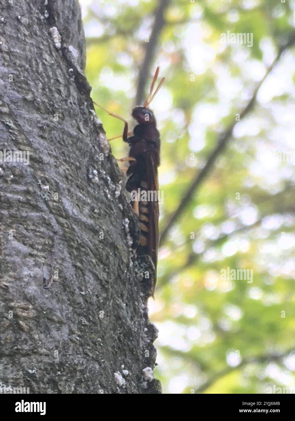 Coda di piccione (Tremex columba) Foto Stock