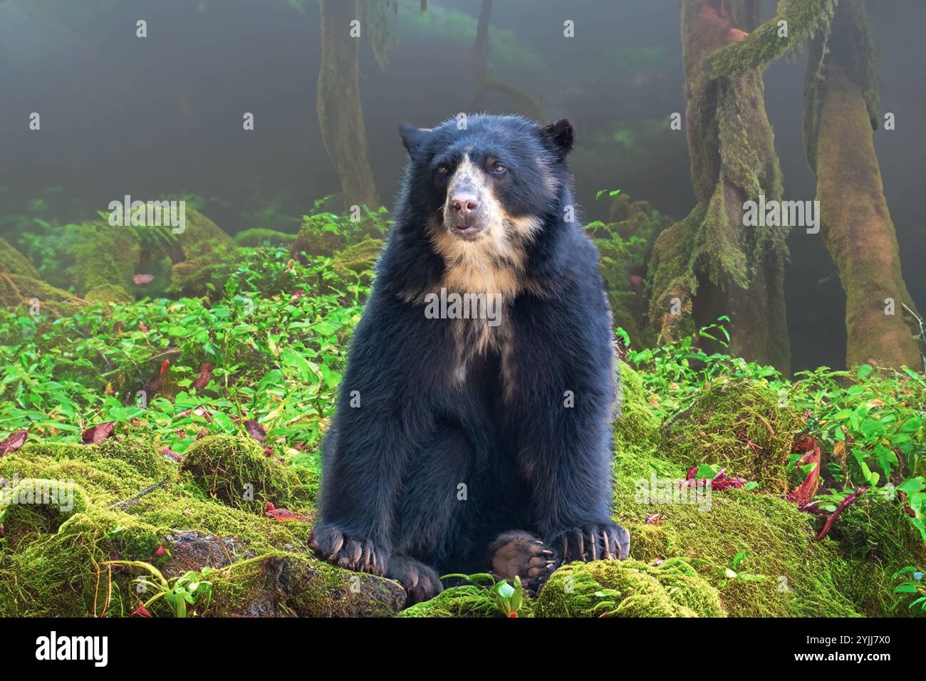 Orso spettacolare (Tremarctos ornatus) con messa a fuoco selettiva e sfocatura in profondità. Foto Stock