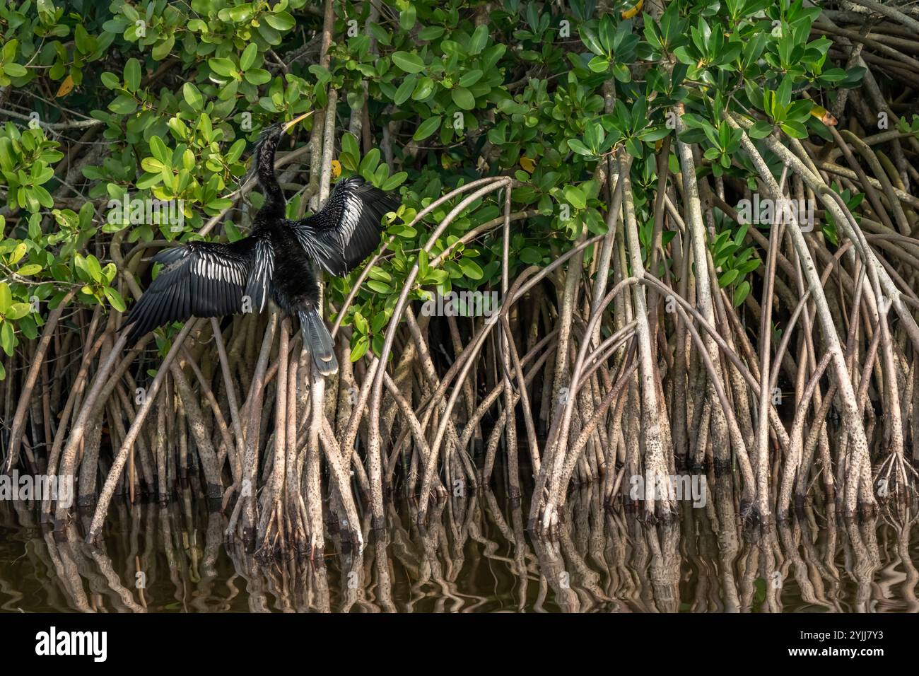 Anhinga, Merritt Island National Wildlife Refuge, Florida Foto Stock