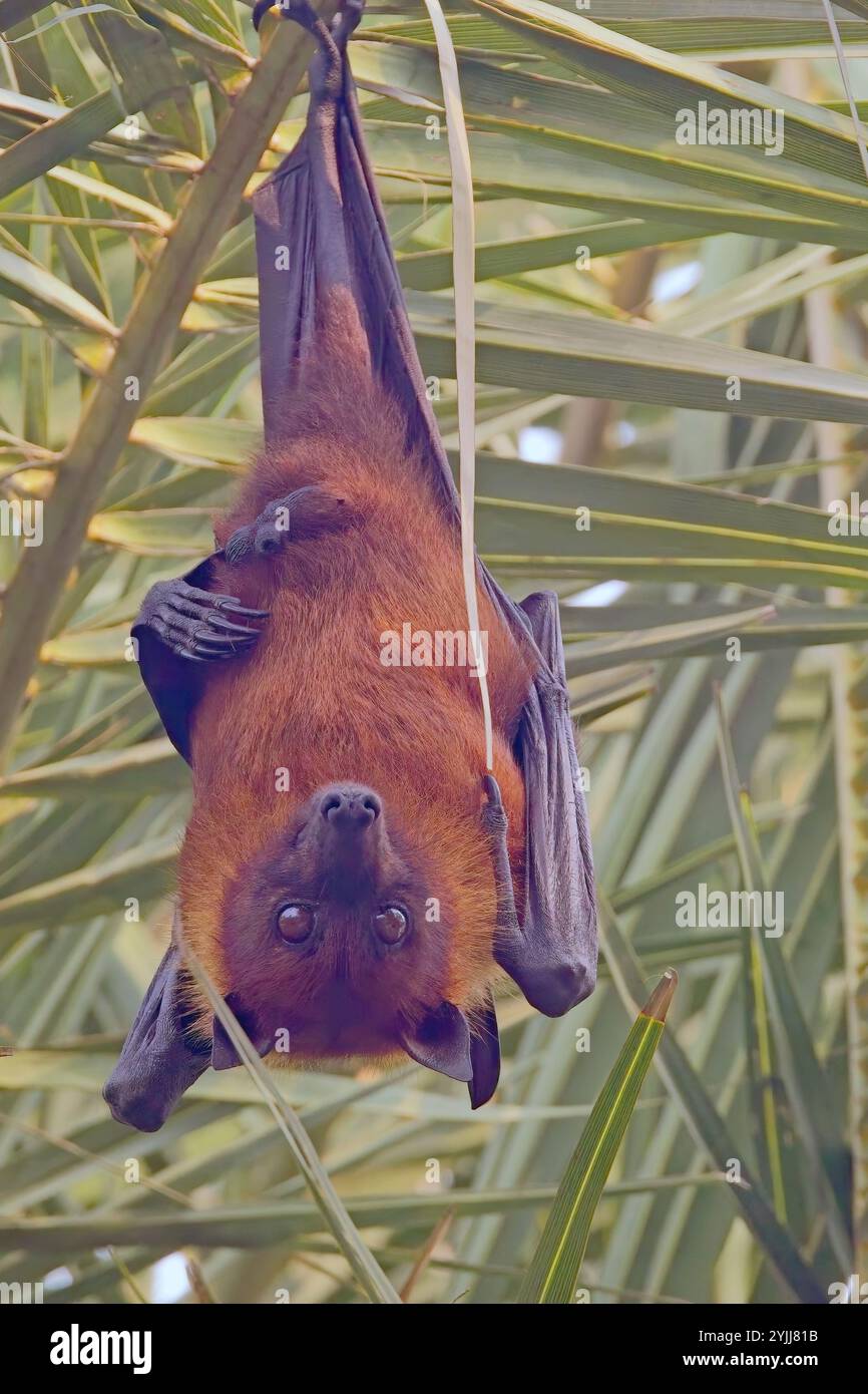 Indian Flying Fox (Pteropus giganteus), appeso in un albero, Bharatpur Bird Sanctuary, Keoladeo National Park, Bharatpur, Rajasthan, India. Foto Stock