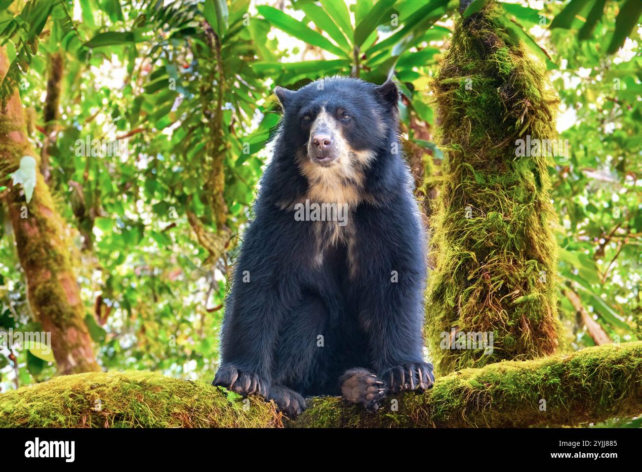 Orso spettacolare (Tremarctos ornatus) con messa a fuoco selettiva e sfocatura in profondità. Foto Stock