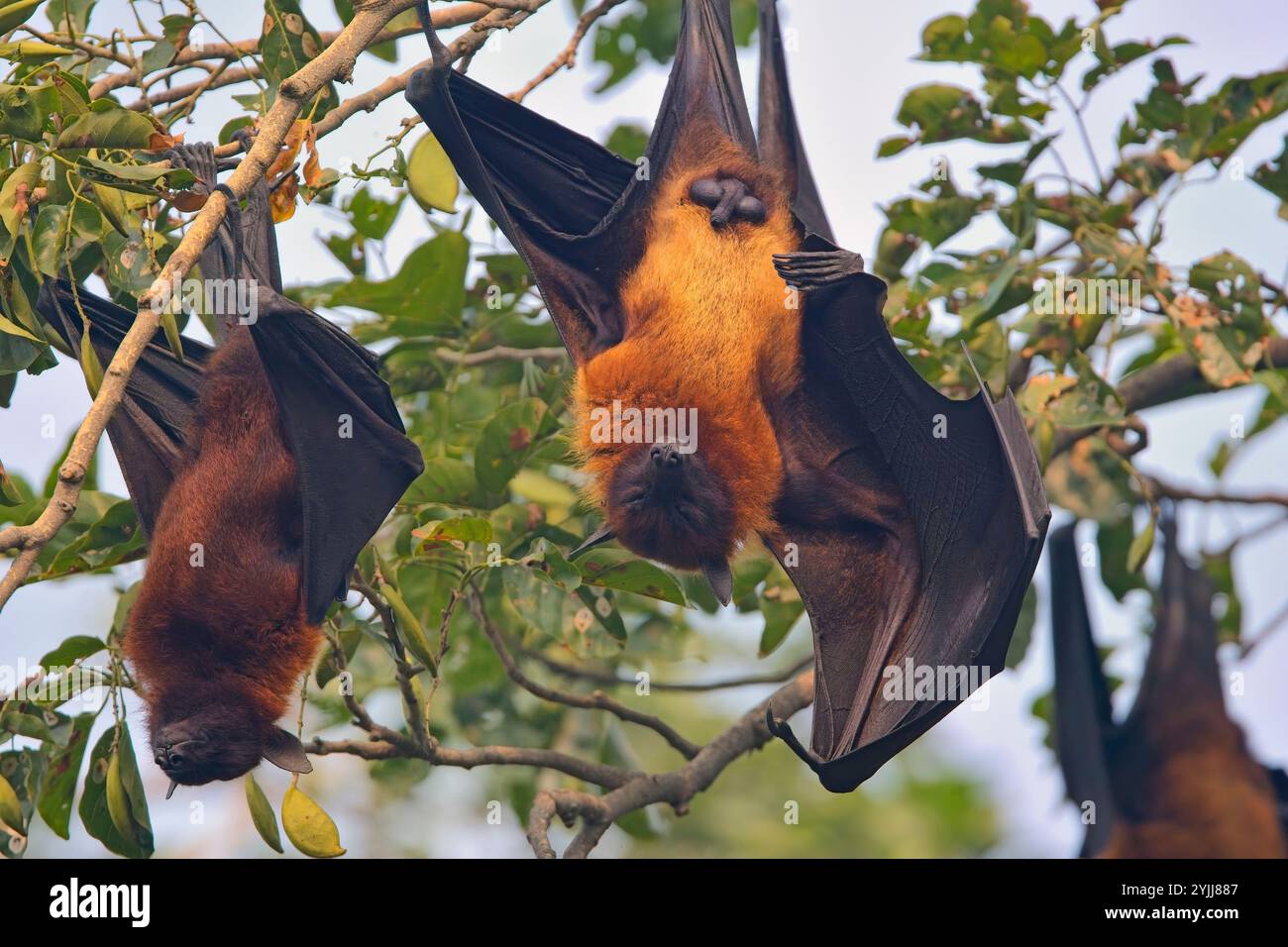 Indian Flying Foxes (Pteropus giganteus), appeso in un albero, Bharatpur Bird Sanctuary, Keoladeo National Park, Bharatpur, Rajasthan, India. Foto Stock