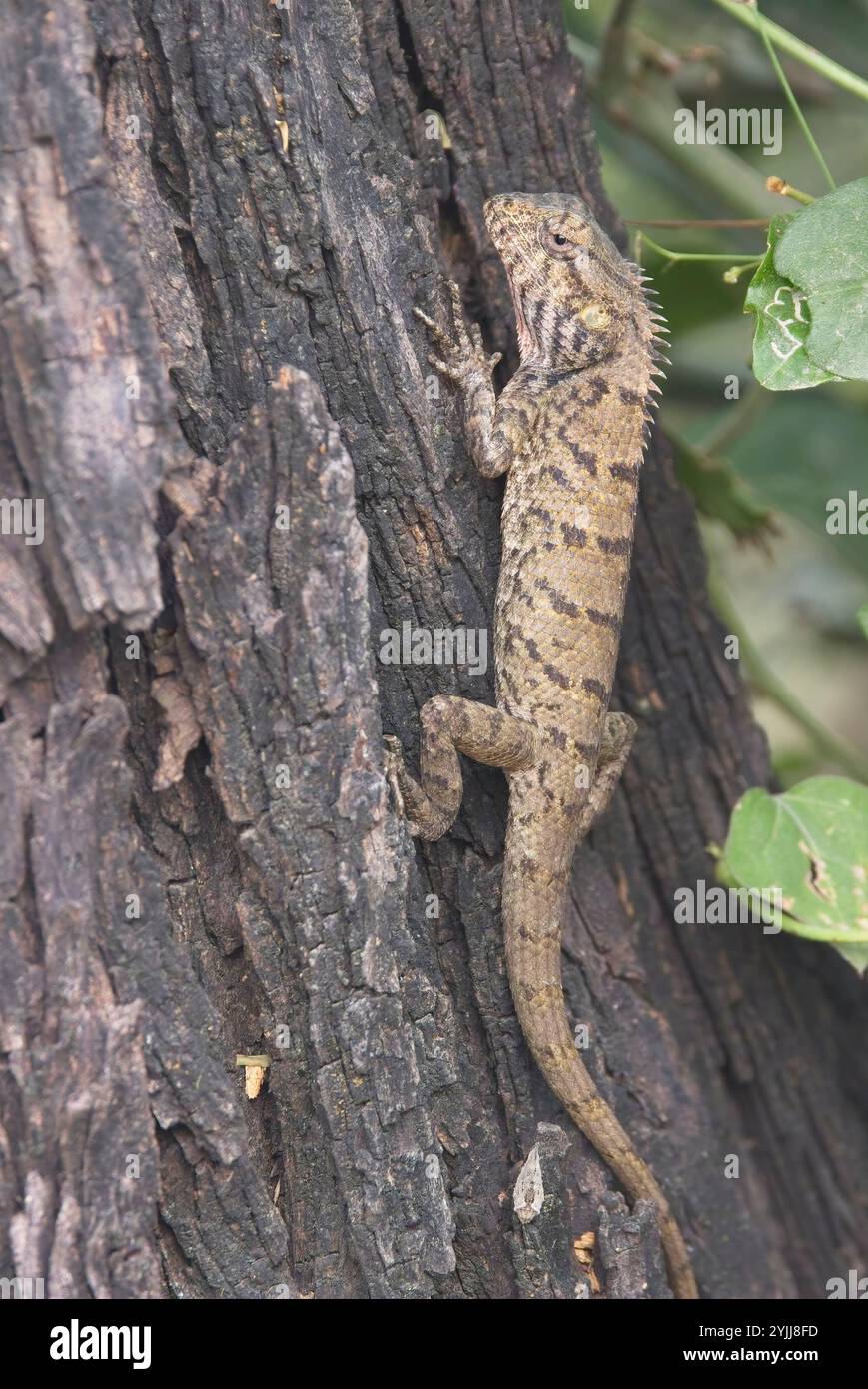 Oriental Garden Lizard (Calotes versicolor), chiamata anche lucertola del giardino orientale o lucertola del giardino indiano, Bharatpur Bird Sanctuary, Keoladeo Nationa Foto Stock
