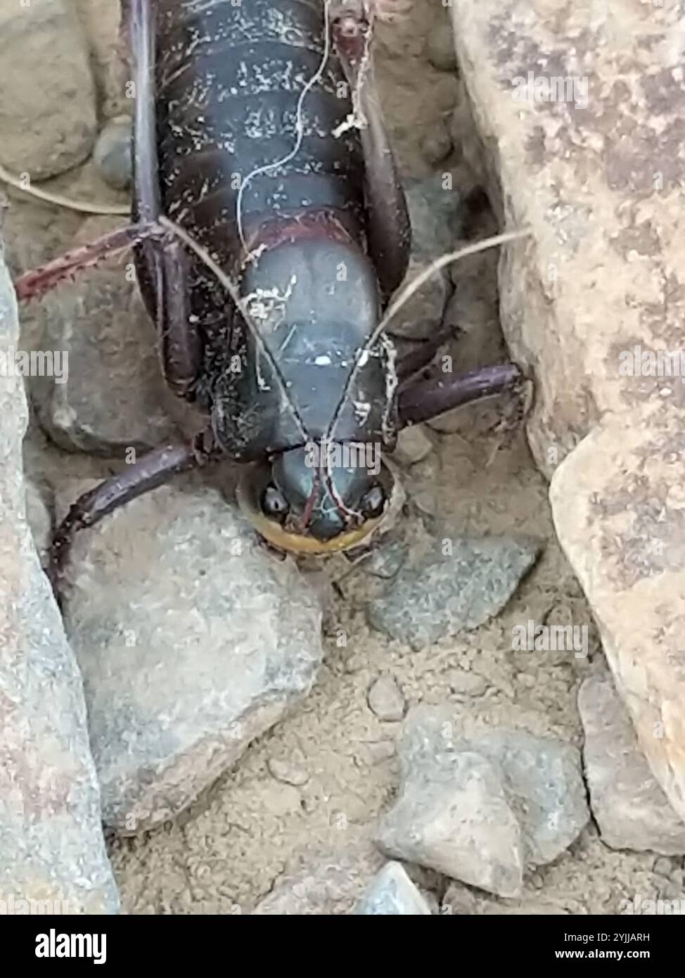 Cricket di Mormon (Anabrus simplex) Foto Stock