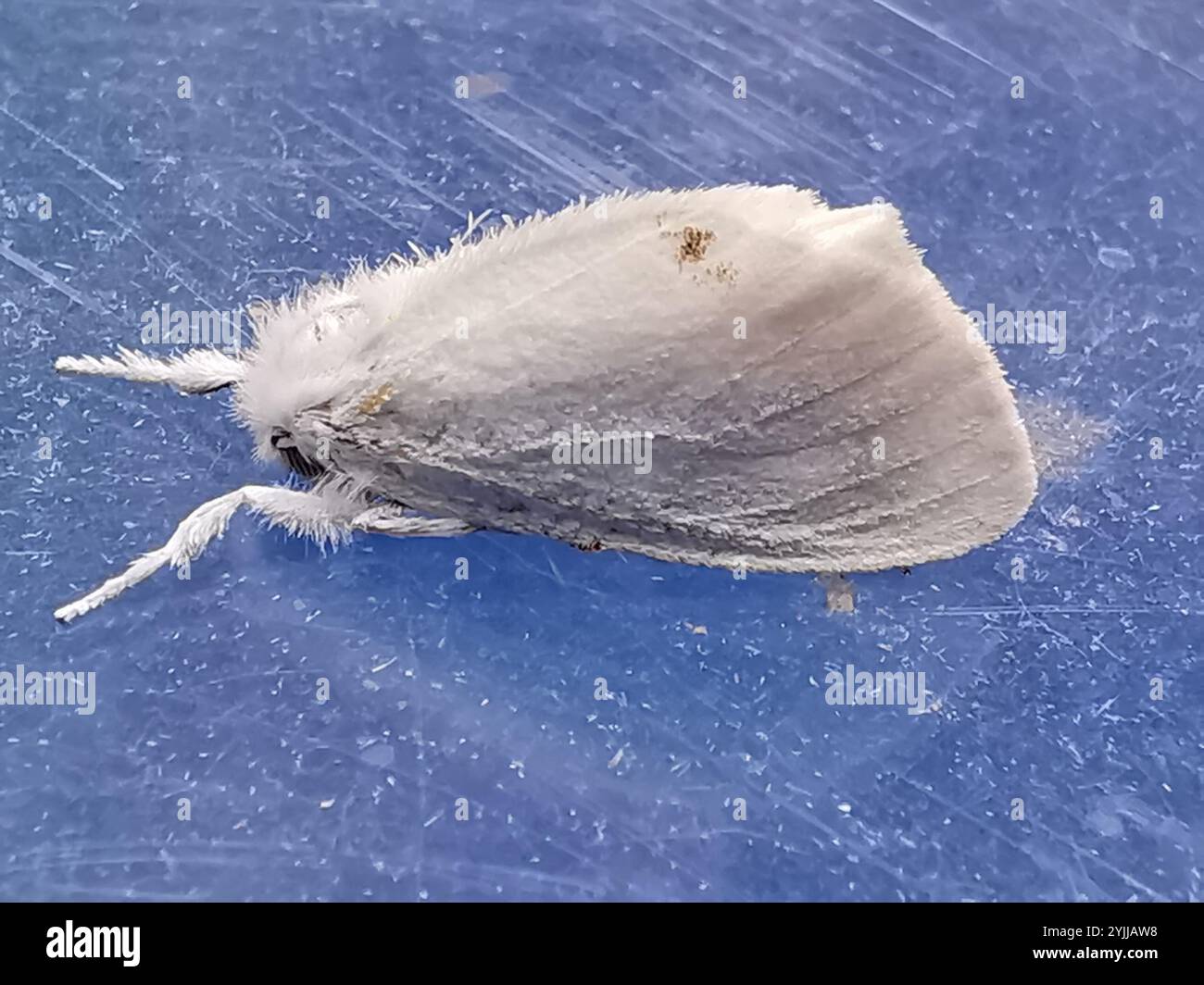 Swan Moth (Sphrageidus similis) Foto Stock
