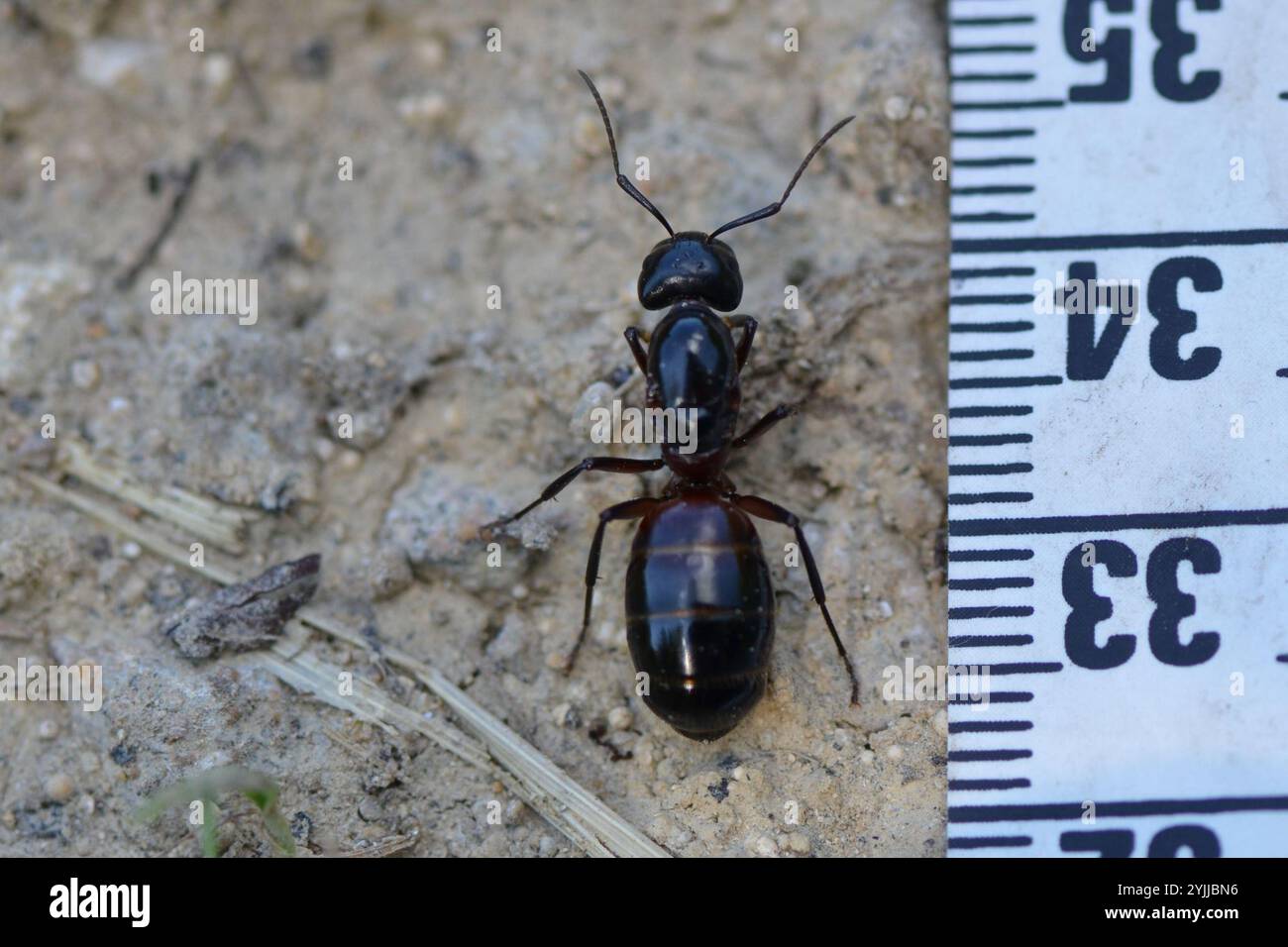 Formica da falegname marrone-nero (Camponotus ligniperda) Foto Stock