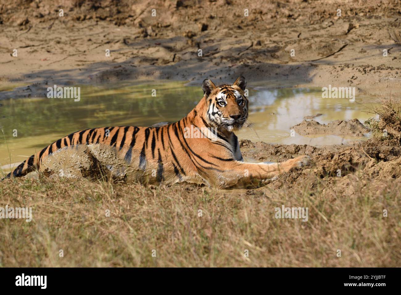 Tigre (Panthera tigris), fauna selvatica di bhopal, India Foto Stock