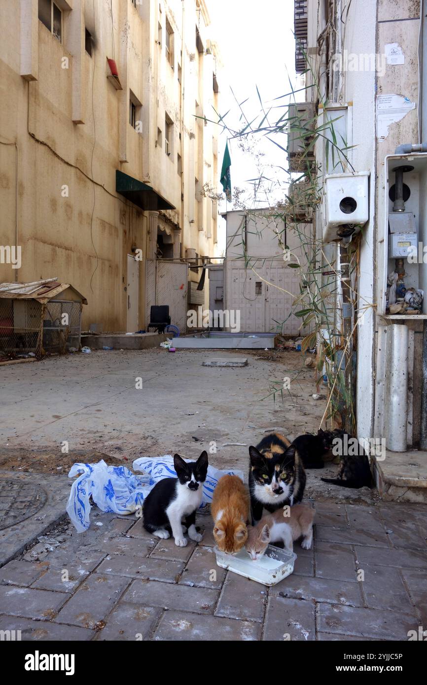 Gatto e gattini randagi grati per il latte, vicolo posteriore, Tabuk, Arabia Saudita. Nessuna PR Foto Stock