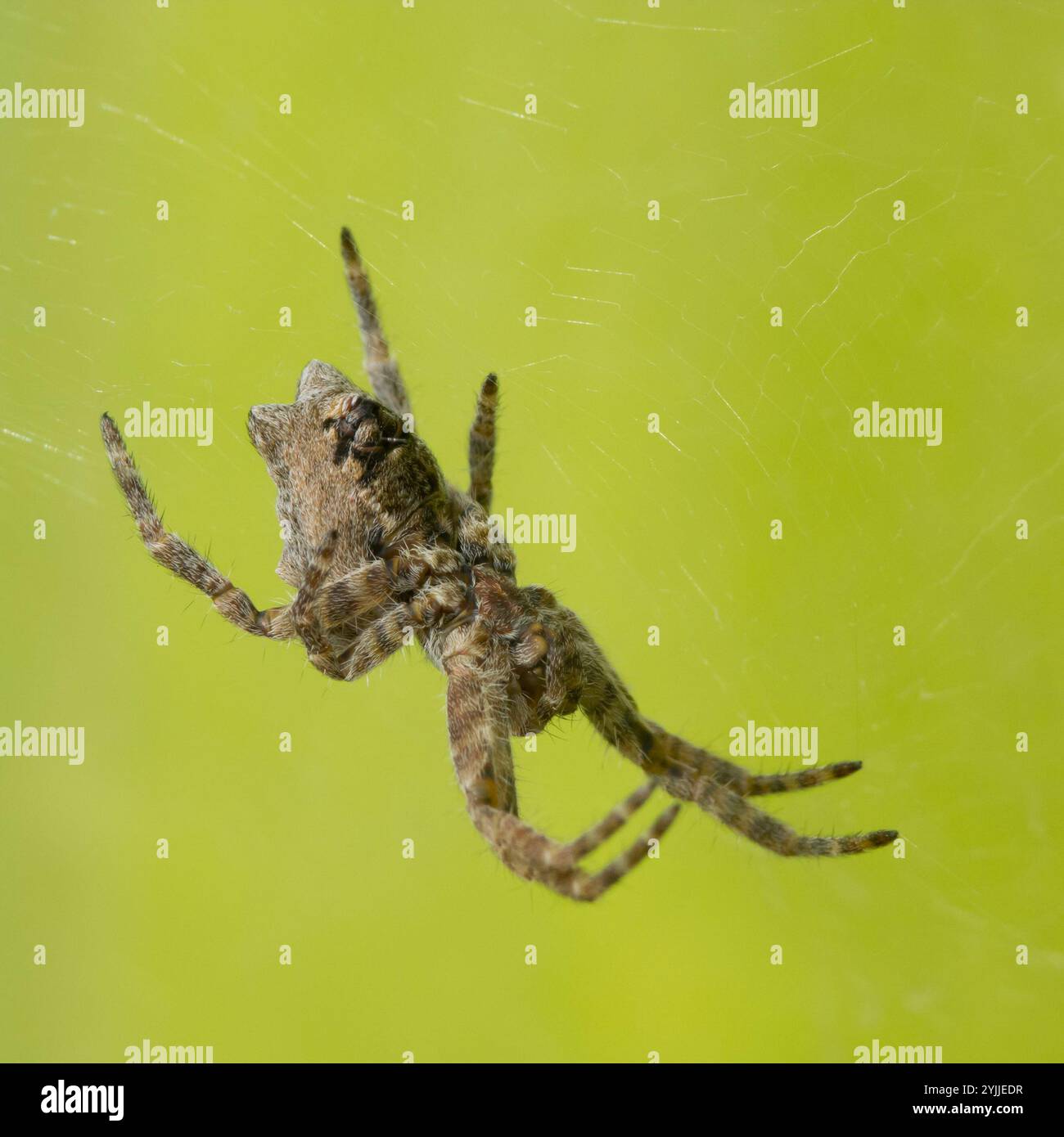 Ragno tropicale (Cyrtophora citricola) Foto Stock