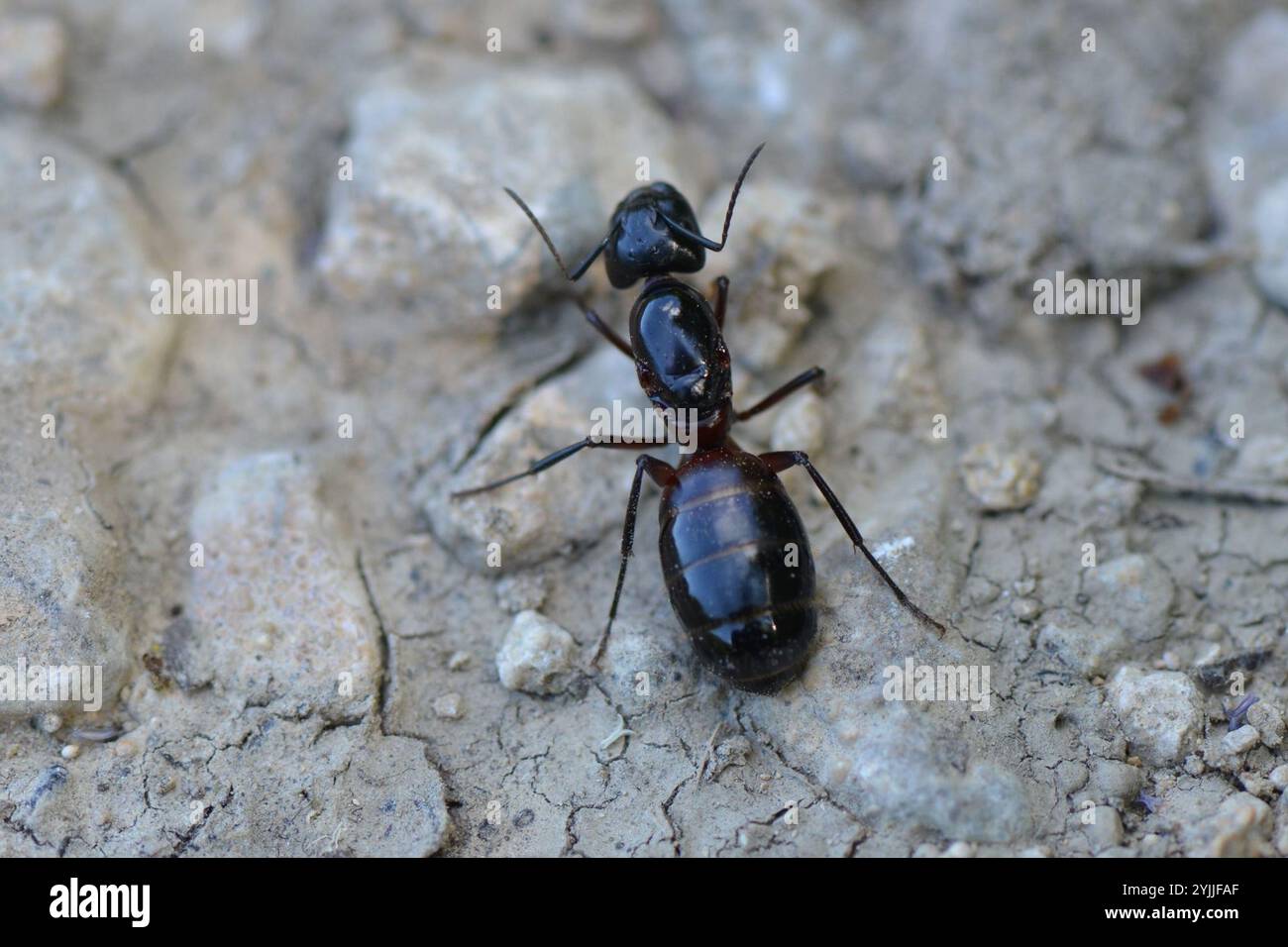 Formica da falegname marrone-nero (Camponotus ligniperda) Foto Stock