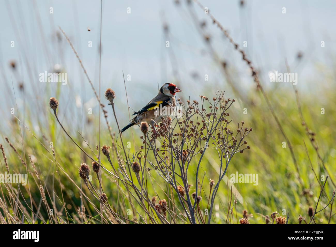 Goldfinch Carduelis x2, piumaggio invernale sulla vegetazione della testa dei semi che alimenta le barre ali gialle della gobba bianca rossa e bianca faccia nera cappuccio che si estende lungo il collo Foto Stock