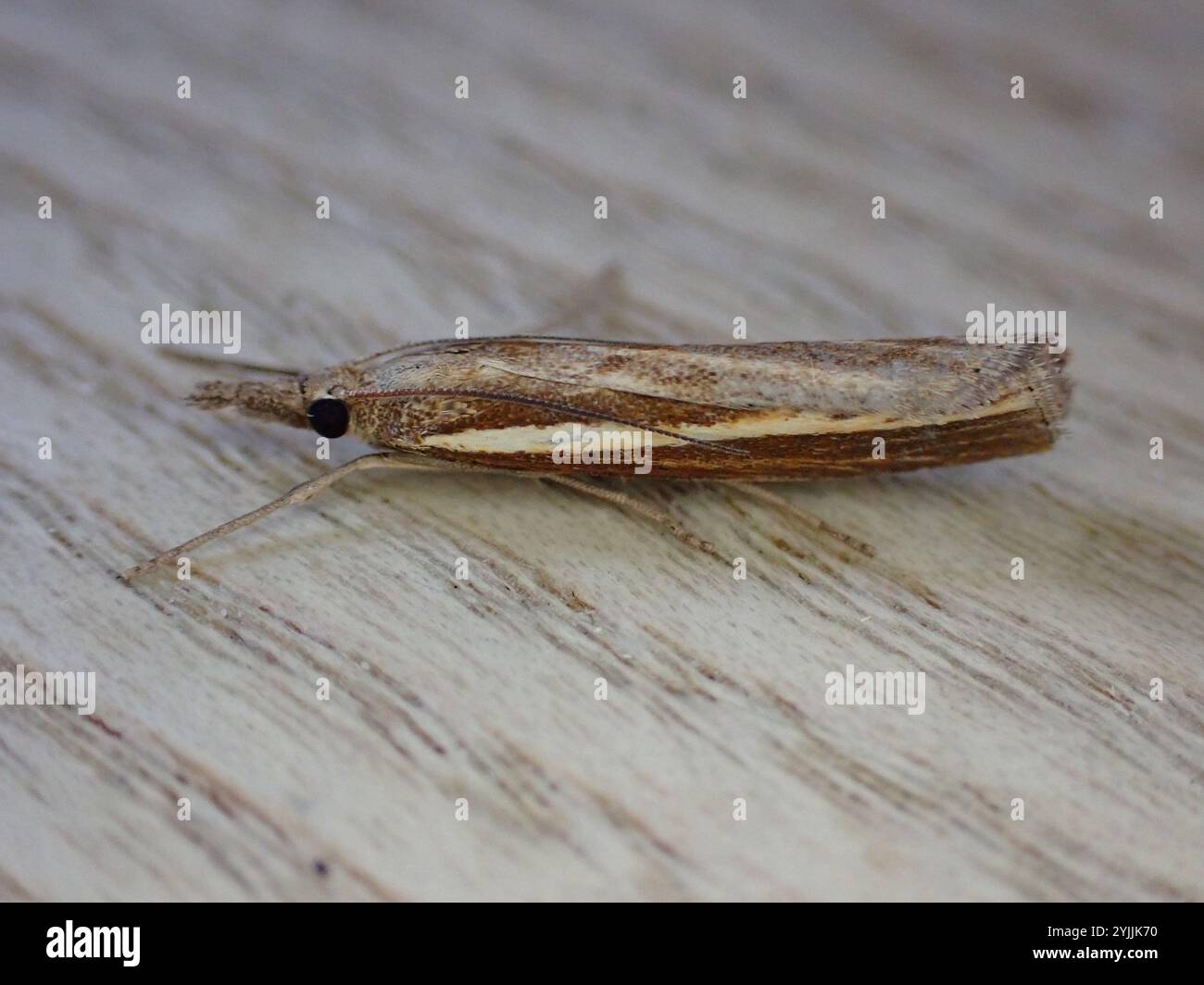 Impiallacciatura in erba comune (Agriphila tristella) Foto Stock