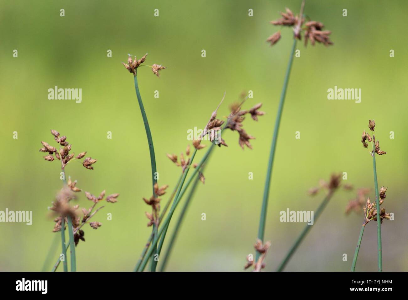 Club-Rush comune (Schoenoplectus lacustris) Foto Stock