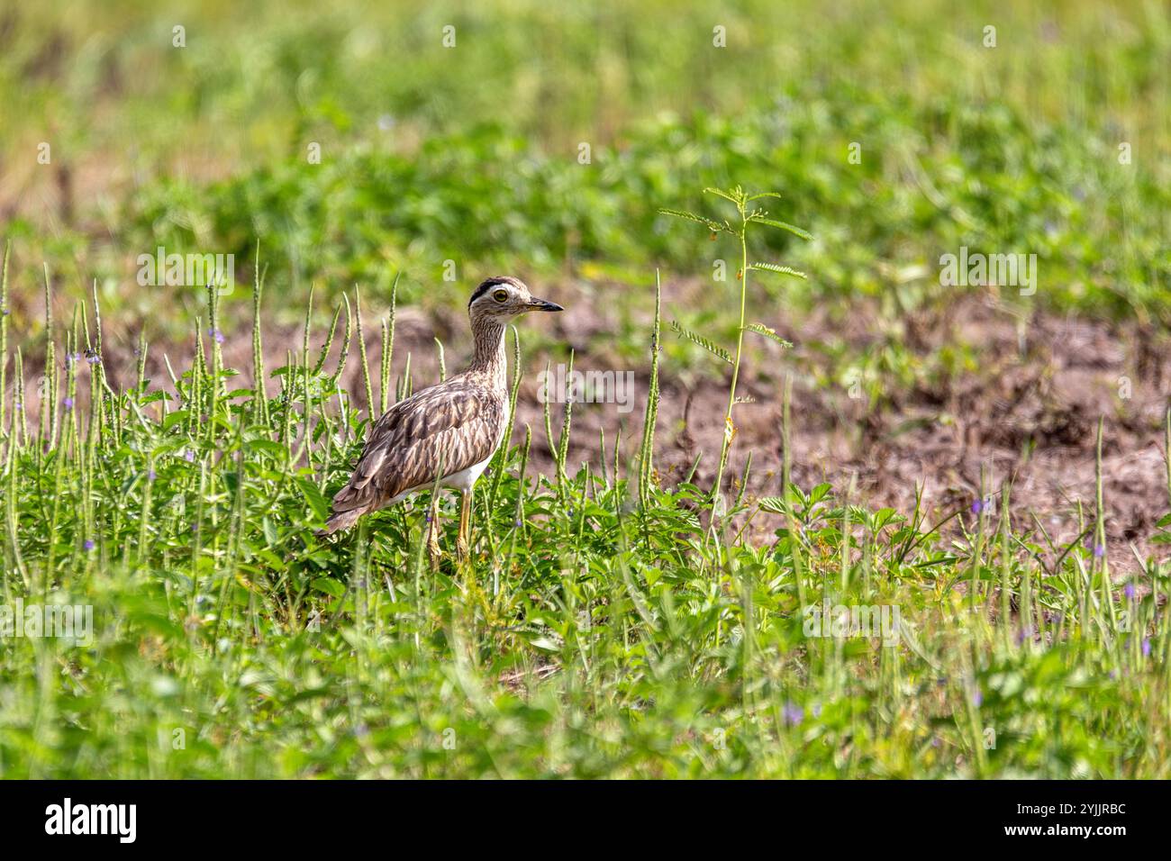 Ginocchio spesso a doppia striatura (Hesperoburhinus bistriatus), cavalluccio di pietra, un gruppo di trampolieri della famiglia Burhinidae. Liberia, Wildlife e birdwatching Foto Stock