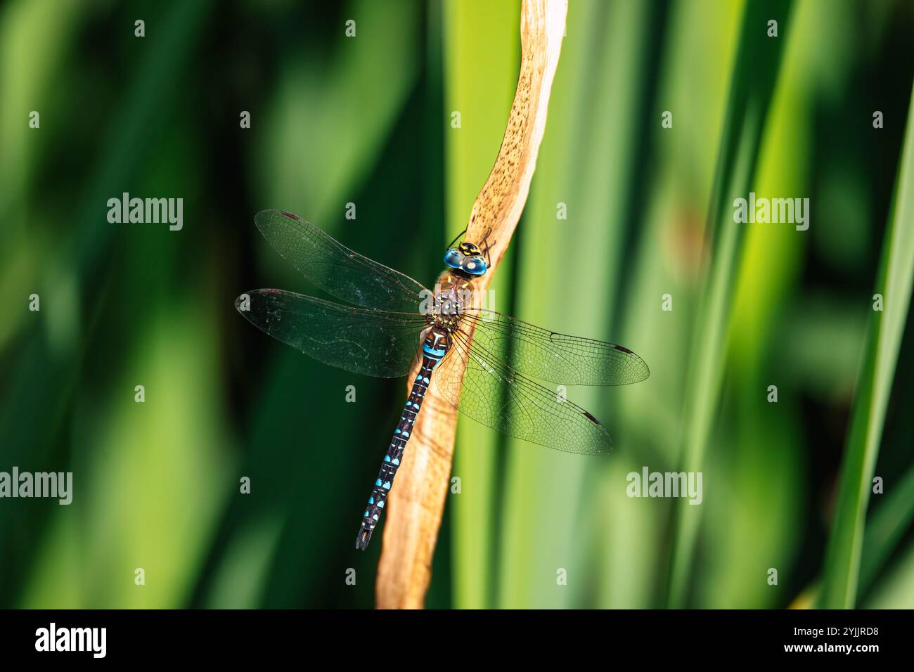 Southern hawker o Blue hawker (Aeshna cyanea) è una specie di dragonfly da falco. Europa, repubblica Ceca, fauna selvatica. Foto Stock