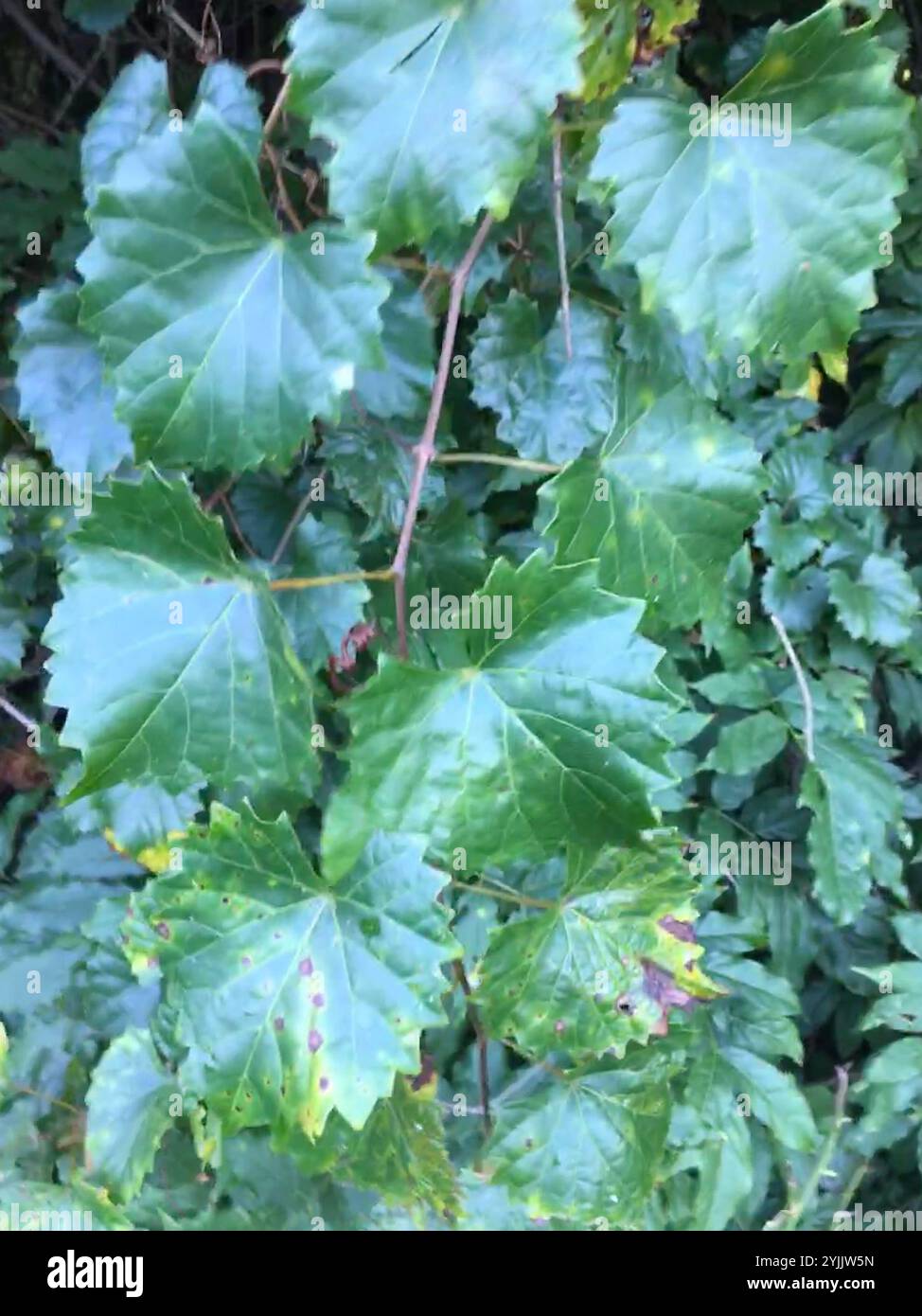 Muscadina (Vitis rotundifolia) Foto Stock