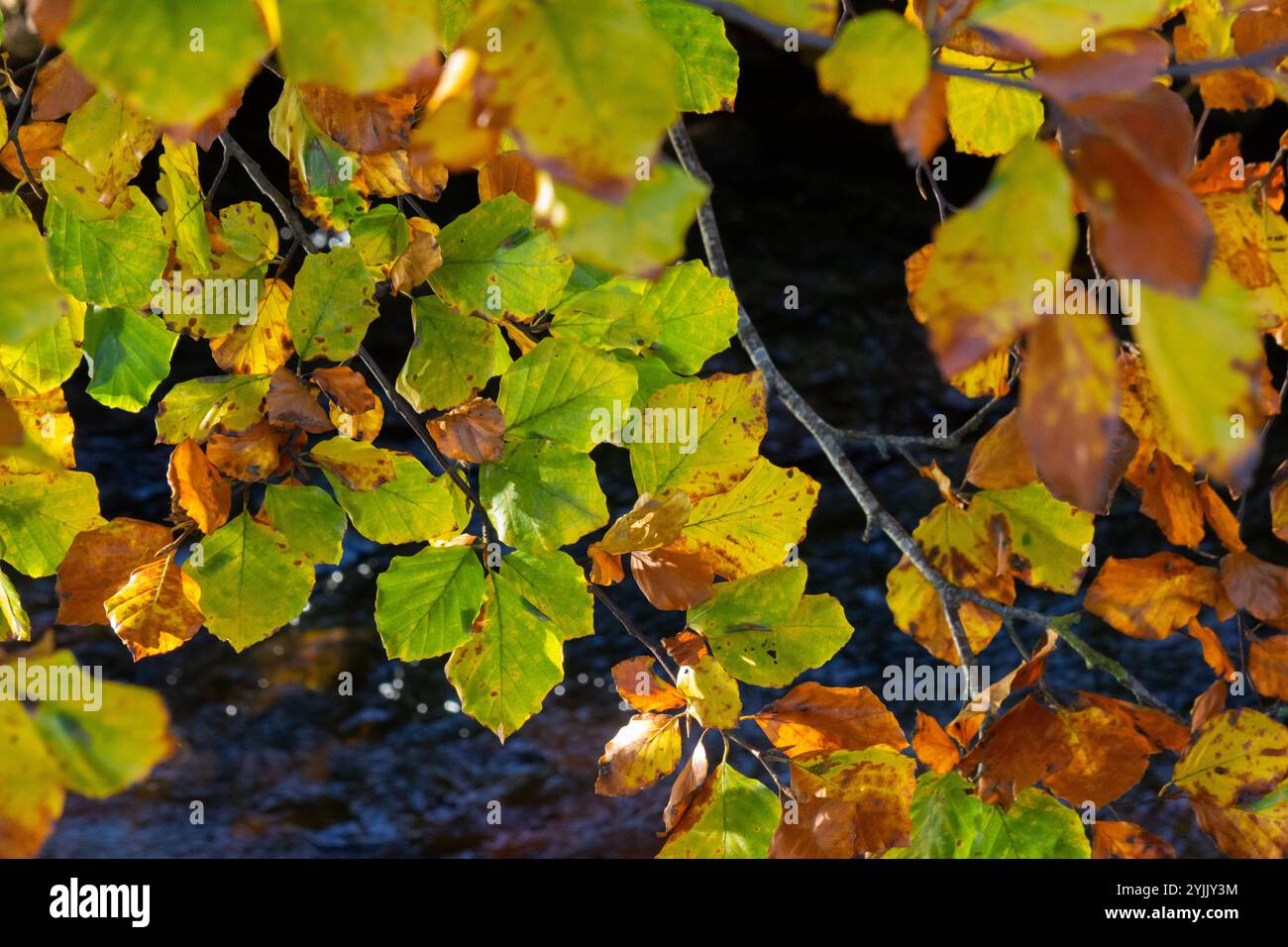 Foglie autunnali colorate su un faggio Foto Stock