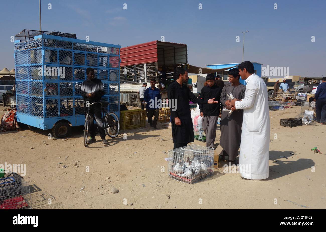 Giovani uomini contrattano per piccioni premio, mercato all'aperto, Tabuk, Arabia Saudita. No MR o PR Foto Stock