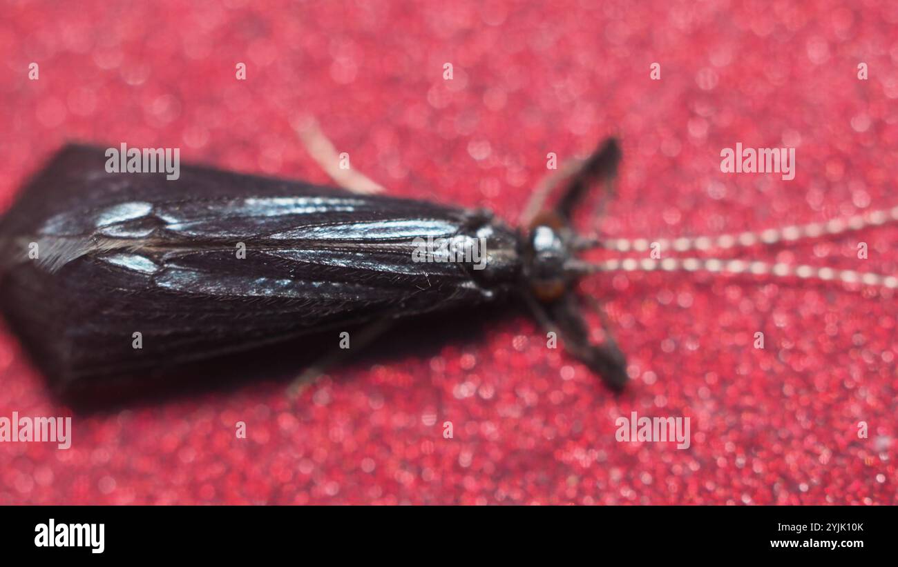 Black Dancer Caddisfly (Mystacides sepulchralis) Foto Stock