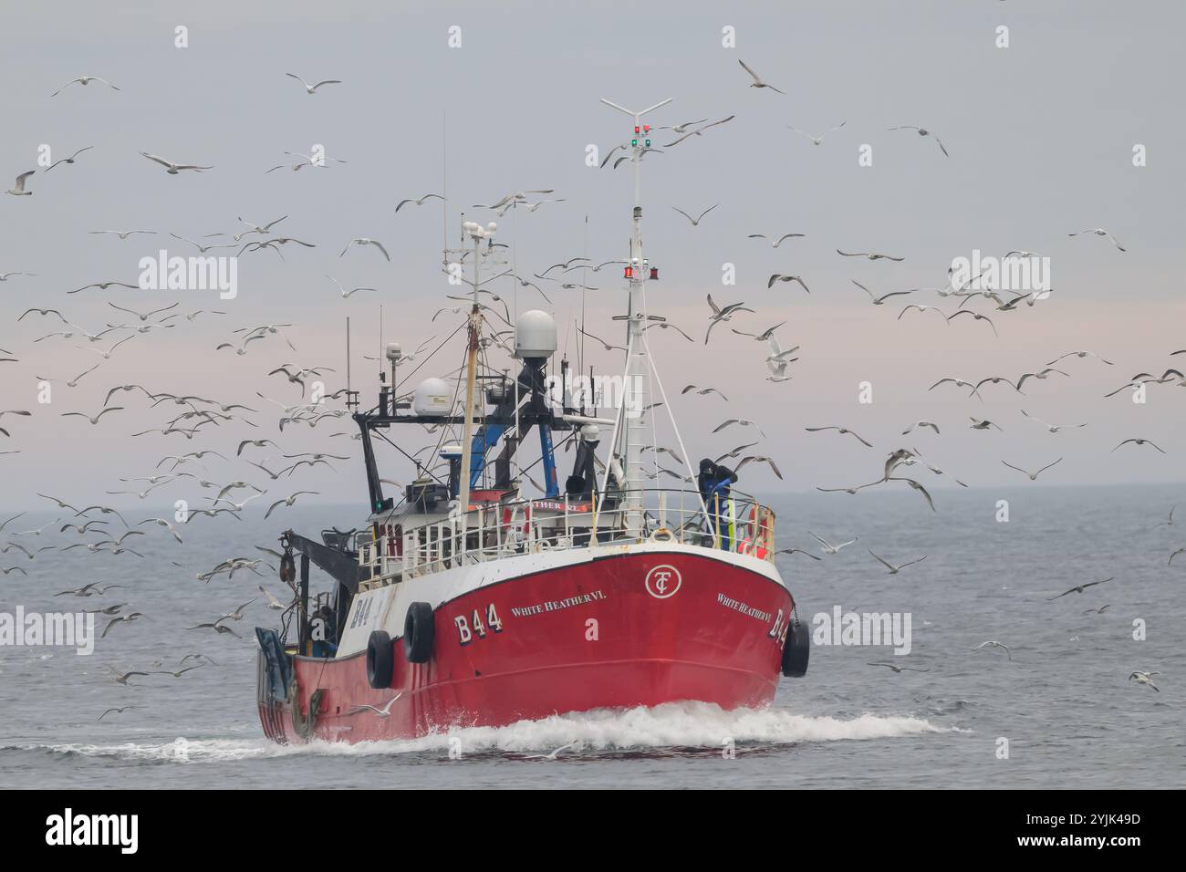 Barca da pesca con gabbiani in arrivo nel porto di pesca di Eyemouth, Scozia, Regno Unito Foto Stock