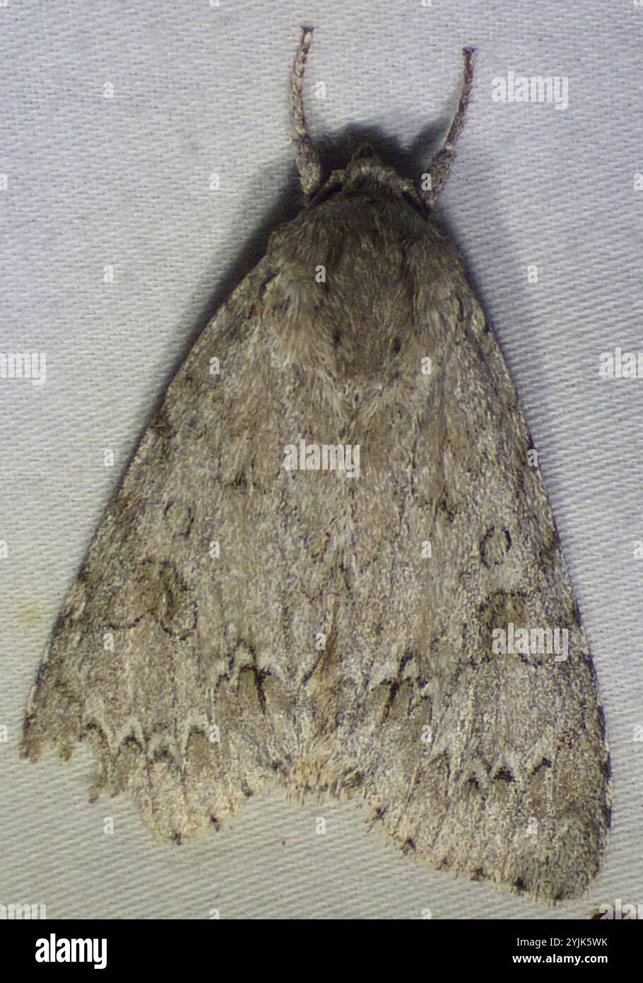 Pugnale americano (Acronicta americana) Foto Stock