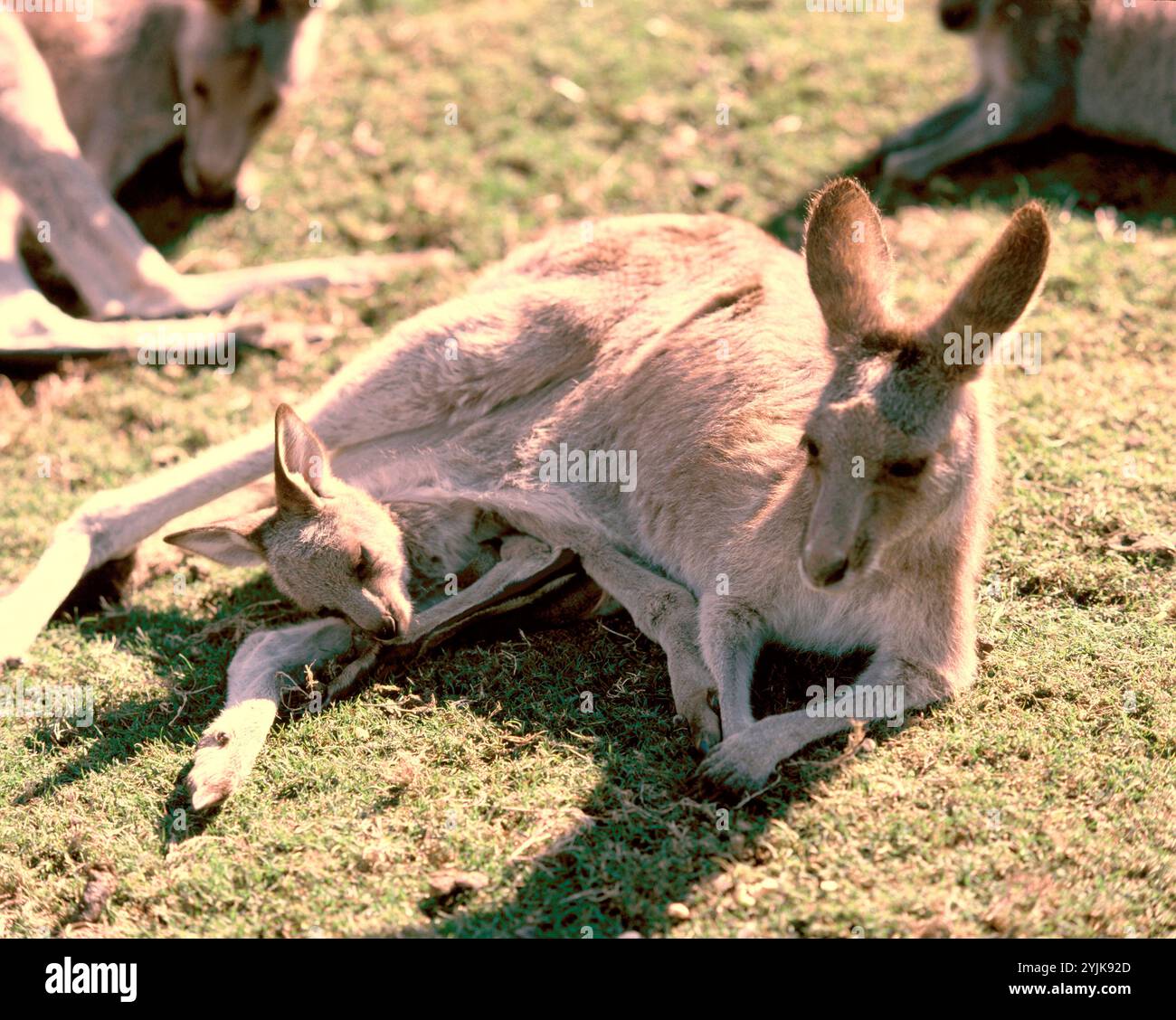 Australia. Fauna selvatica. Marsupiali. Canguri grigi mamma e bambino. Macropus giganteus. Foto Stock
